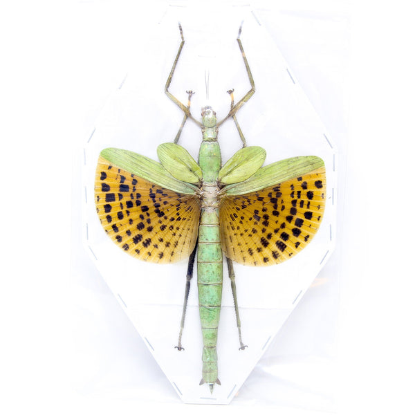 Java Green Bug FIVE (5) Java Giant Stick Insect (Paracyphocrania major) A1 Spread Spe ...