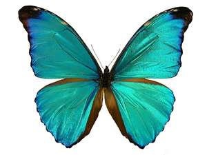 TWO (2) Morpho absoloni | Blue Morpho Brazil Butterflies