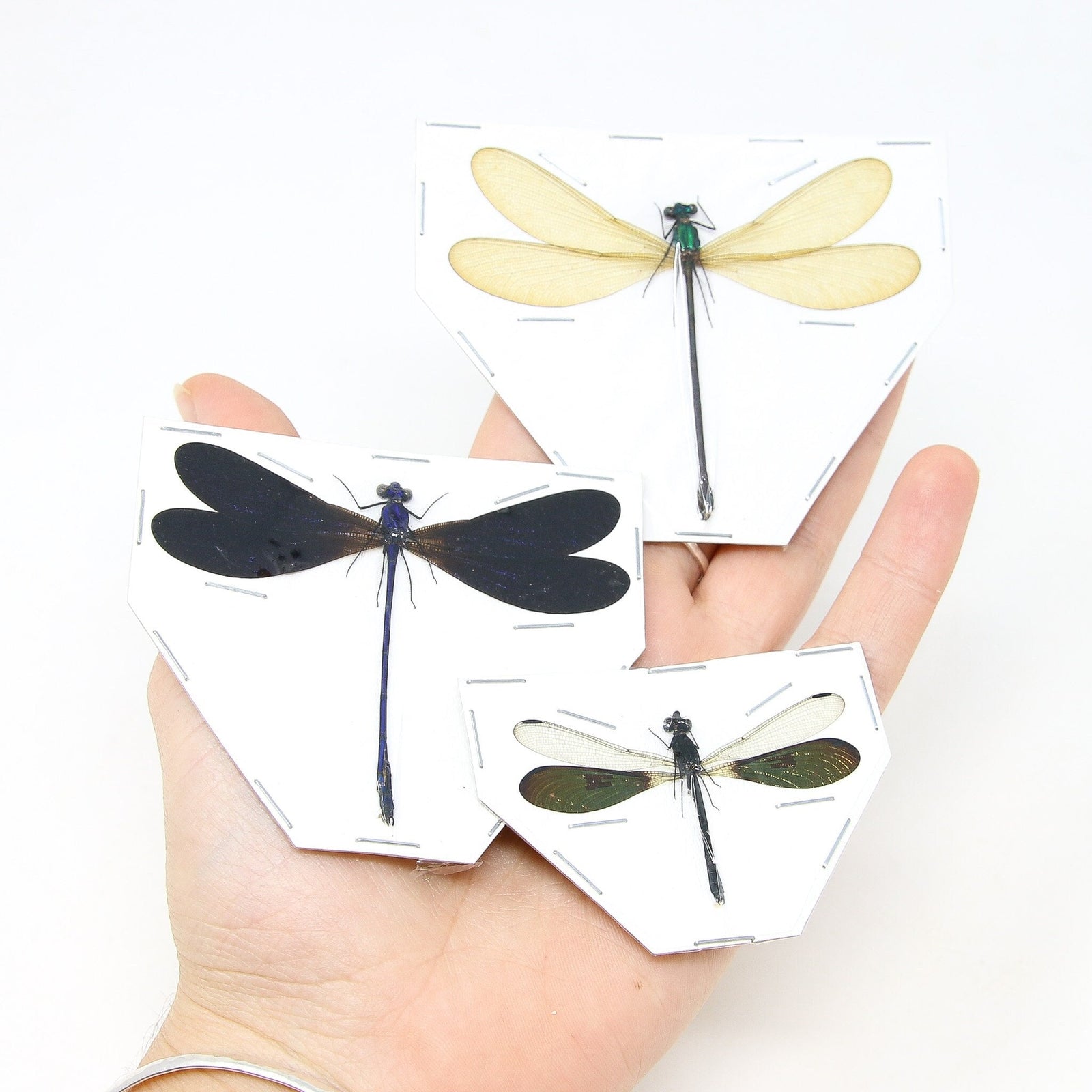 THREE (3) Dragonfly/Damselfly Spread Specimens Ideal for Framing and Collecting  2 x Vestalis luctuosa (pair) 1 x Rhinocypha anisoptera