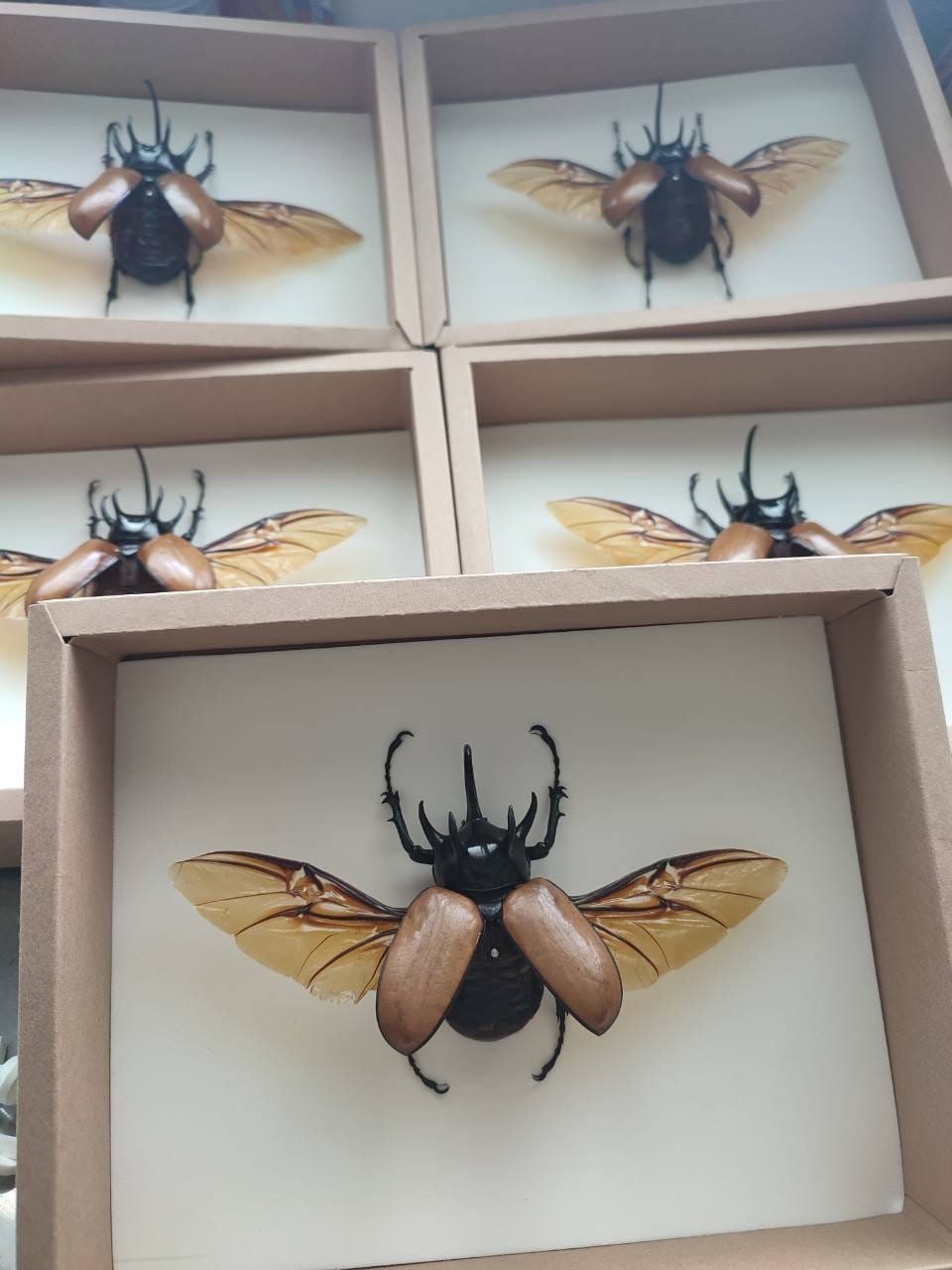 SPECIAL OFFER 10 Giant Spread Specimens of Five-horned Rhino Beetles (Eupatorus gracilicornis) A1/A- Free Shipping, Ready to Frame!