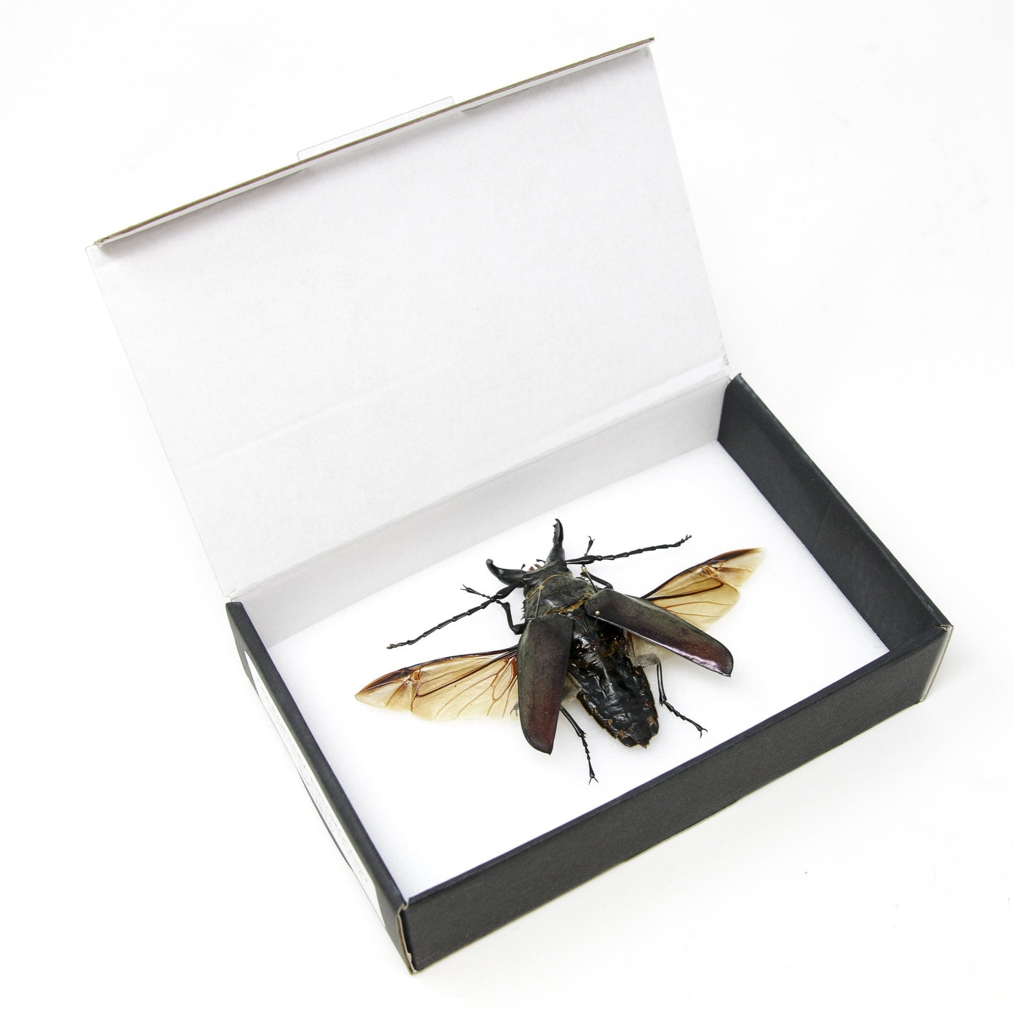 Spread Beetle Specimen with Scientific Collection Data, A1 Quality, Entomology, Real Insect Specimens #SKU15
