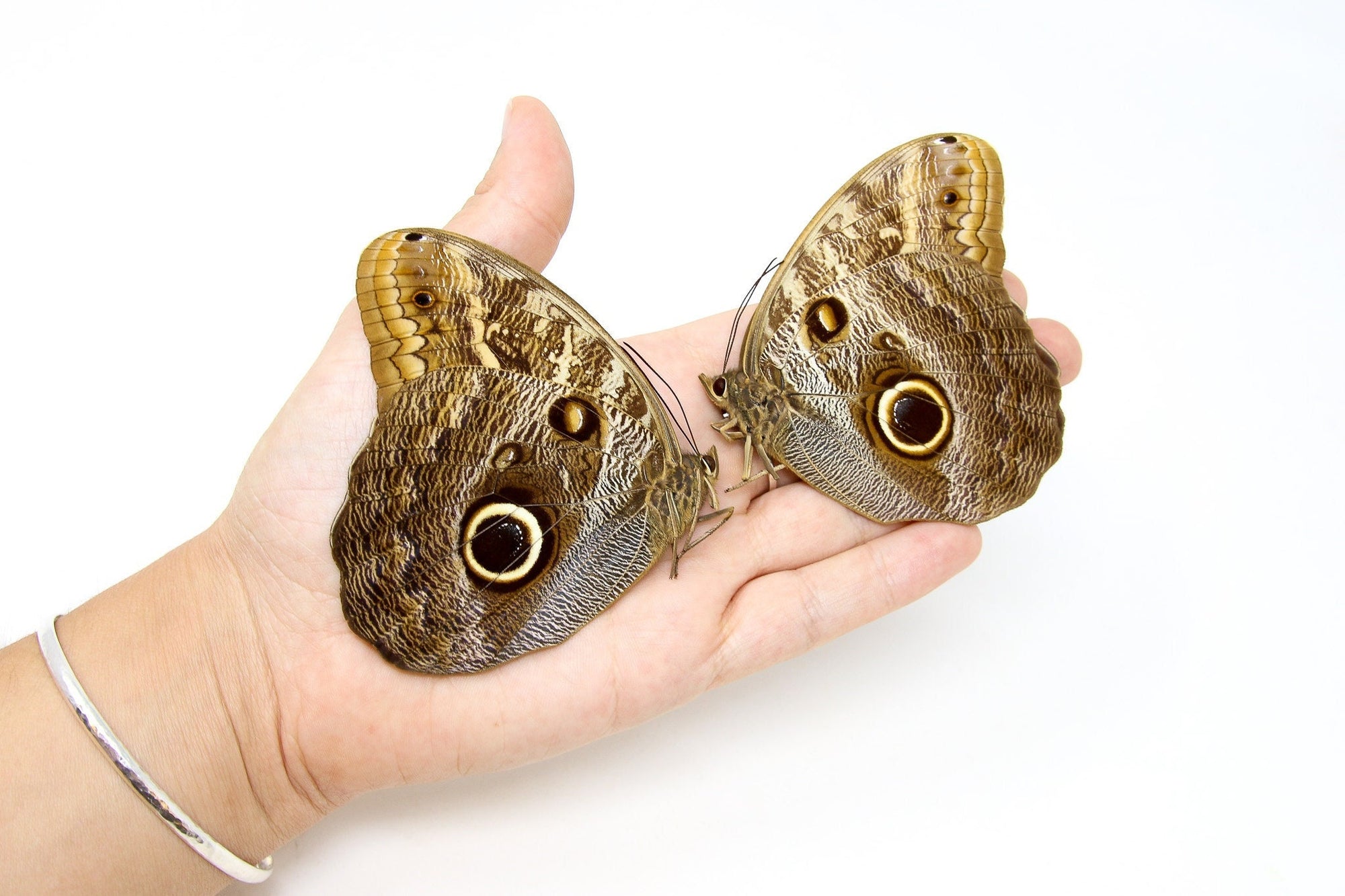 Two (2) Huge! Caligo teucer semicaerulea | GIANT OWL BUTTERFLY, A1 Real Dry-Preserved Butterflies, Unmounted Entomology Taxidermy Specimens