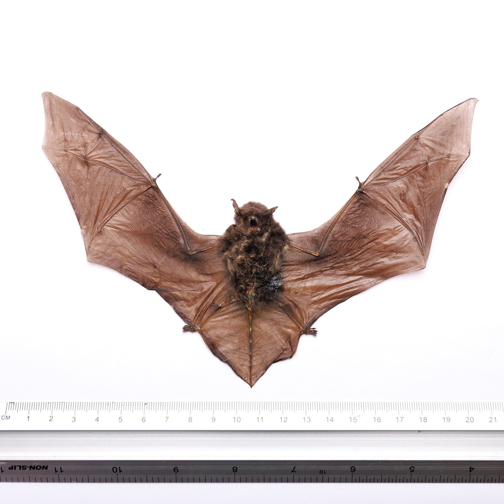 FOUR (4) Malay Pipistrelle Bats (Pipistrellluis imbricatus) | A1 Fine Quality Spread-Specimen | Dry-Preserved Clean Taxidermy (NON-CITES)