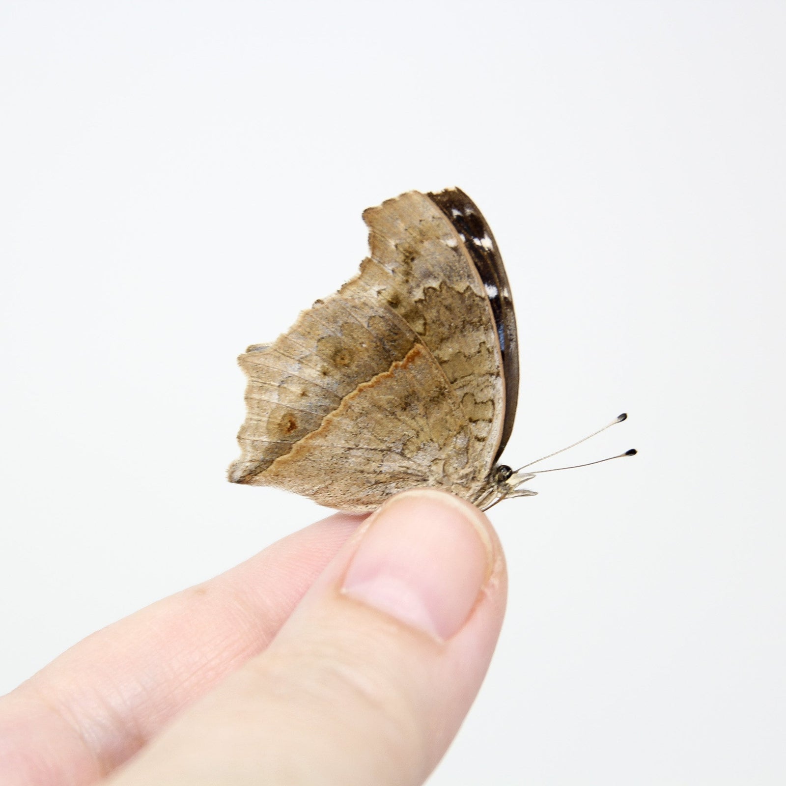 TWO (2) Precis rhadama | Unmounted Butterfies for Art and Collecting