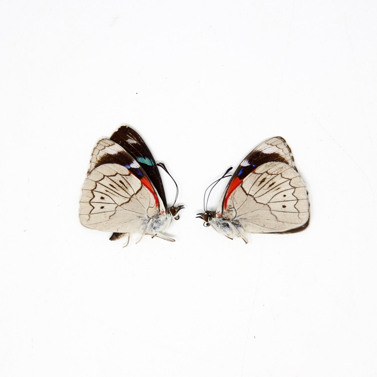 TWO (2) Perisama ambatensis | Unmounted Butterfies for Art and Collecting