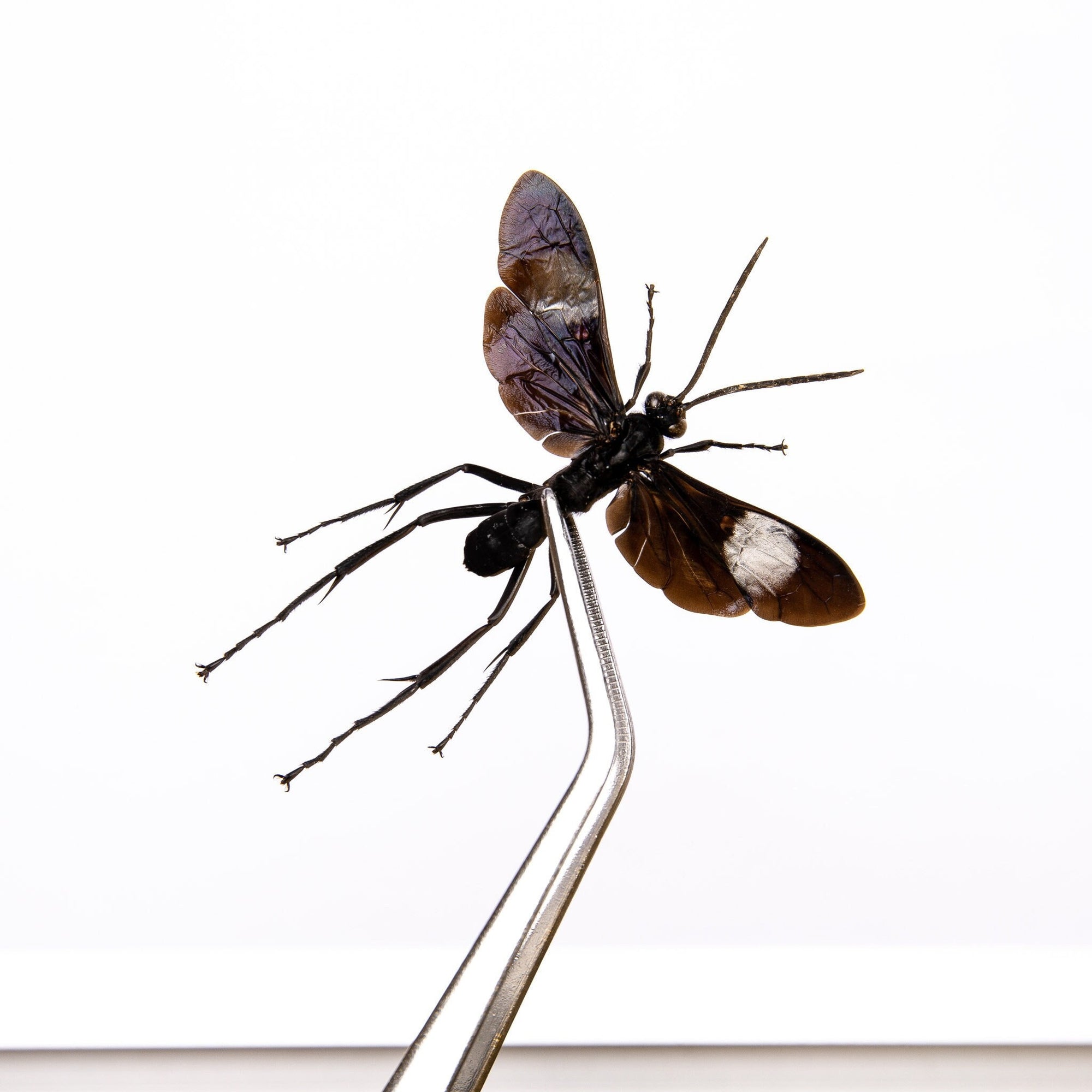 Tarantula Hawk Wasp 60-65mm A1- (Hemipepsis speculifer diselene) Real Entomology Specimen