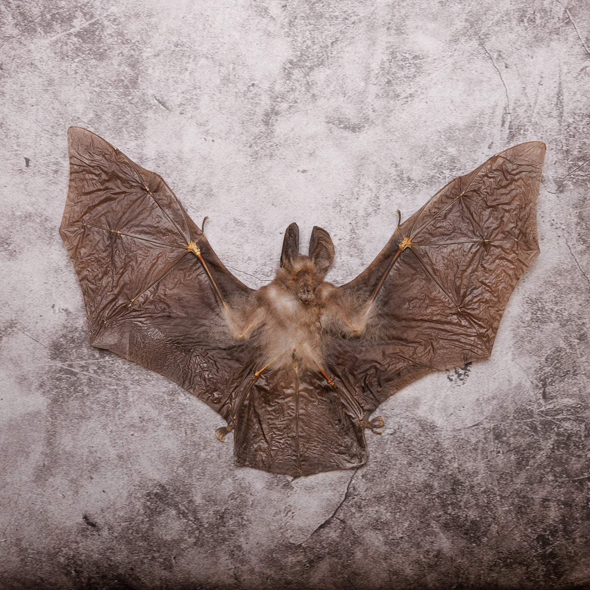 Javan Slit-faced Bat (Nycteris javanica) | A1 Dry-preserved Specimen 8 Inch Wingspan (Non-CITES)