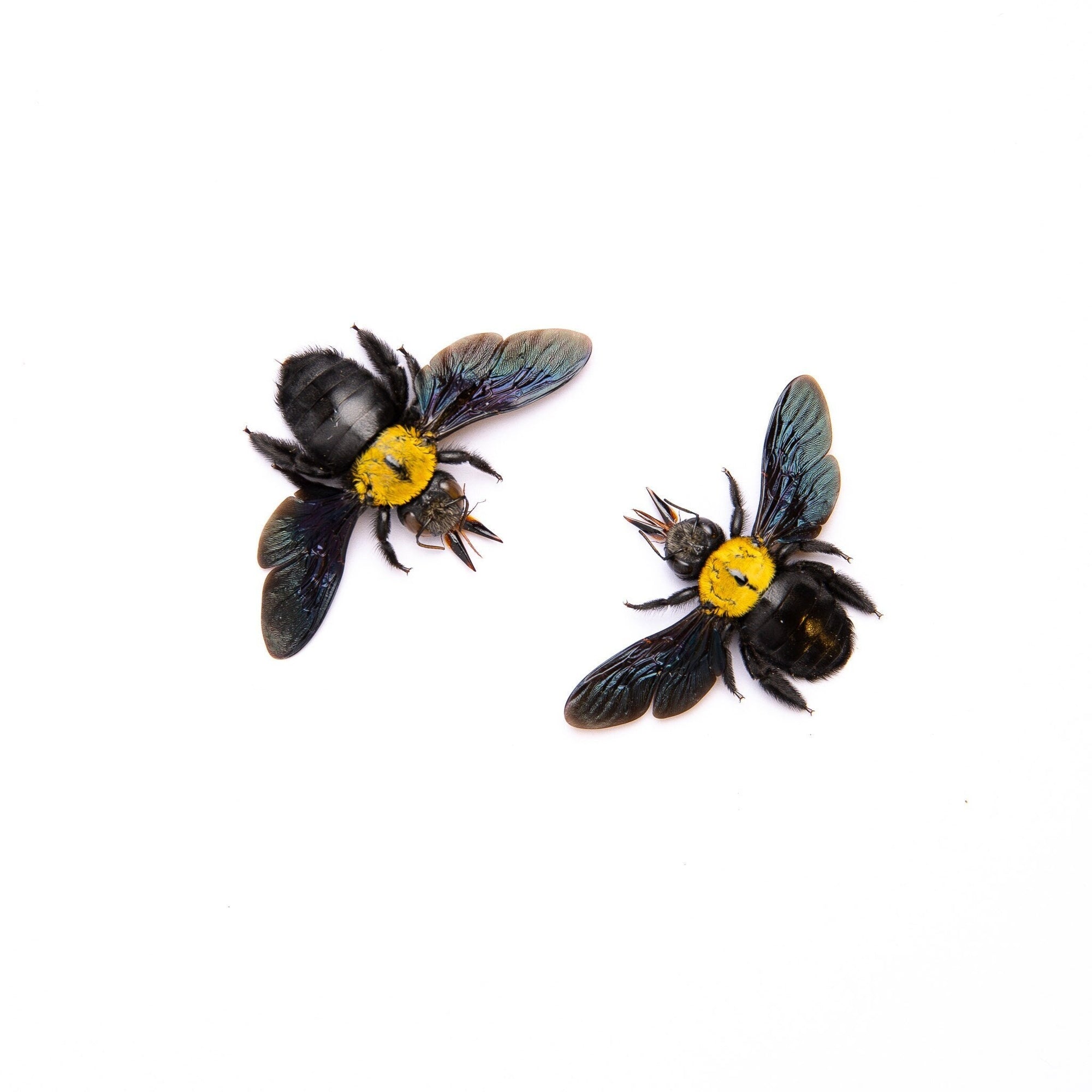TWO (2) Yellow Carpenter Bees (Xylocopa aestuans) | A1 Spread Specimens | Dry-preserved Taxidermy