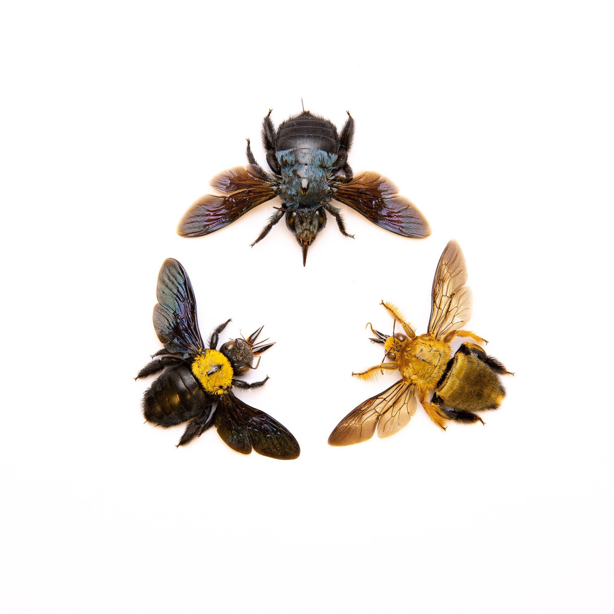 THREE (3) Carpenter Bee Collection (Xylocopa aestuans / caerulea) | A1 Spread Specimens (Pack of 3)