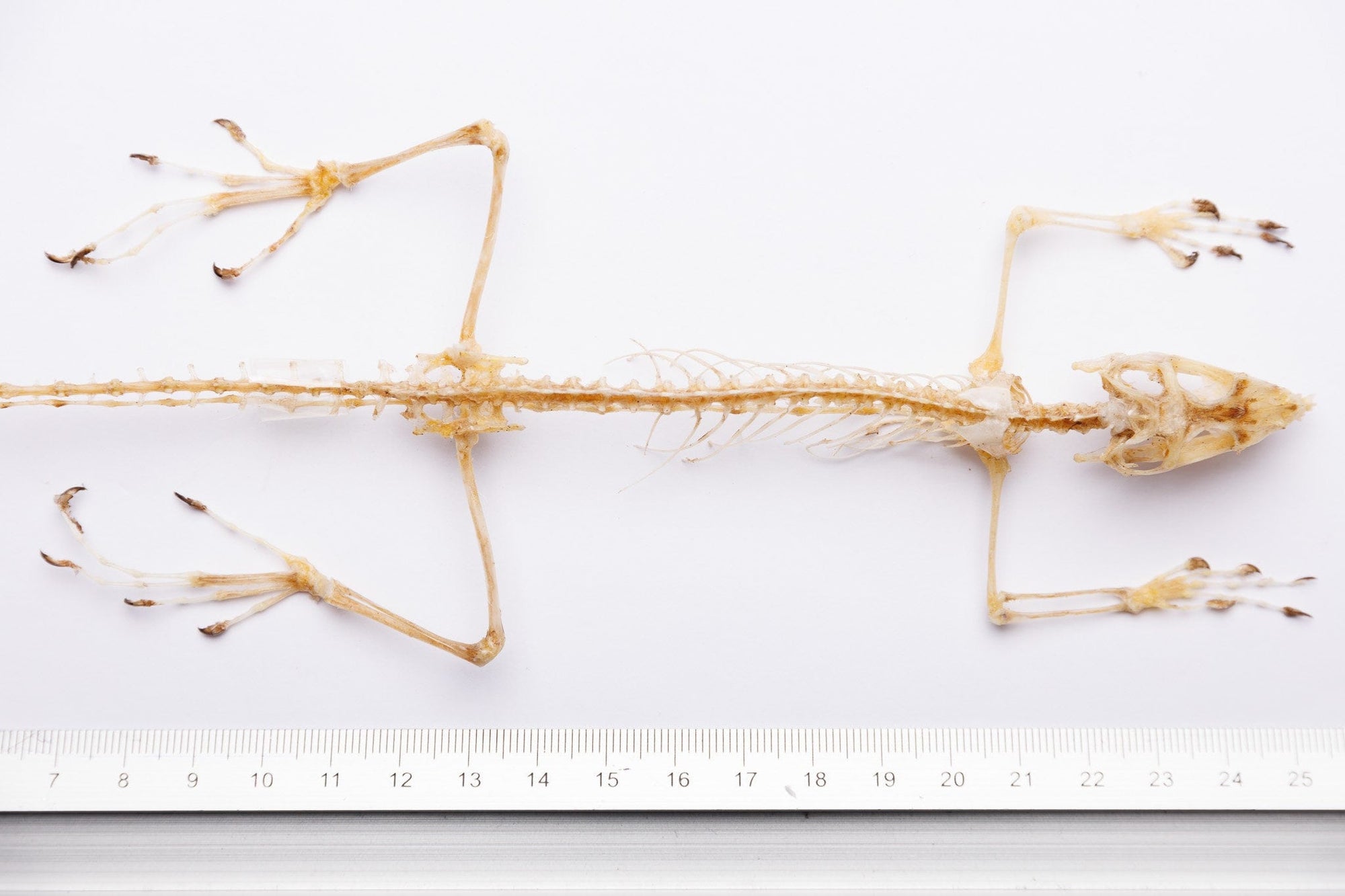 Indonesia Forest Lizard Skeleton 15" (Bronchocela jubata) | Real Skeleton Natural Specimen 400mm