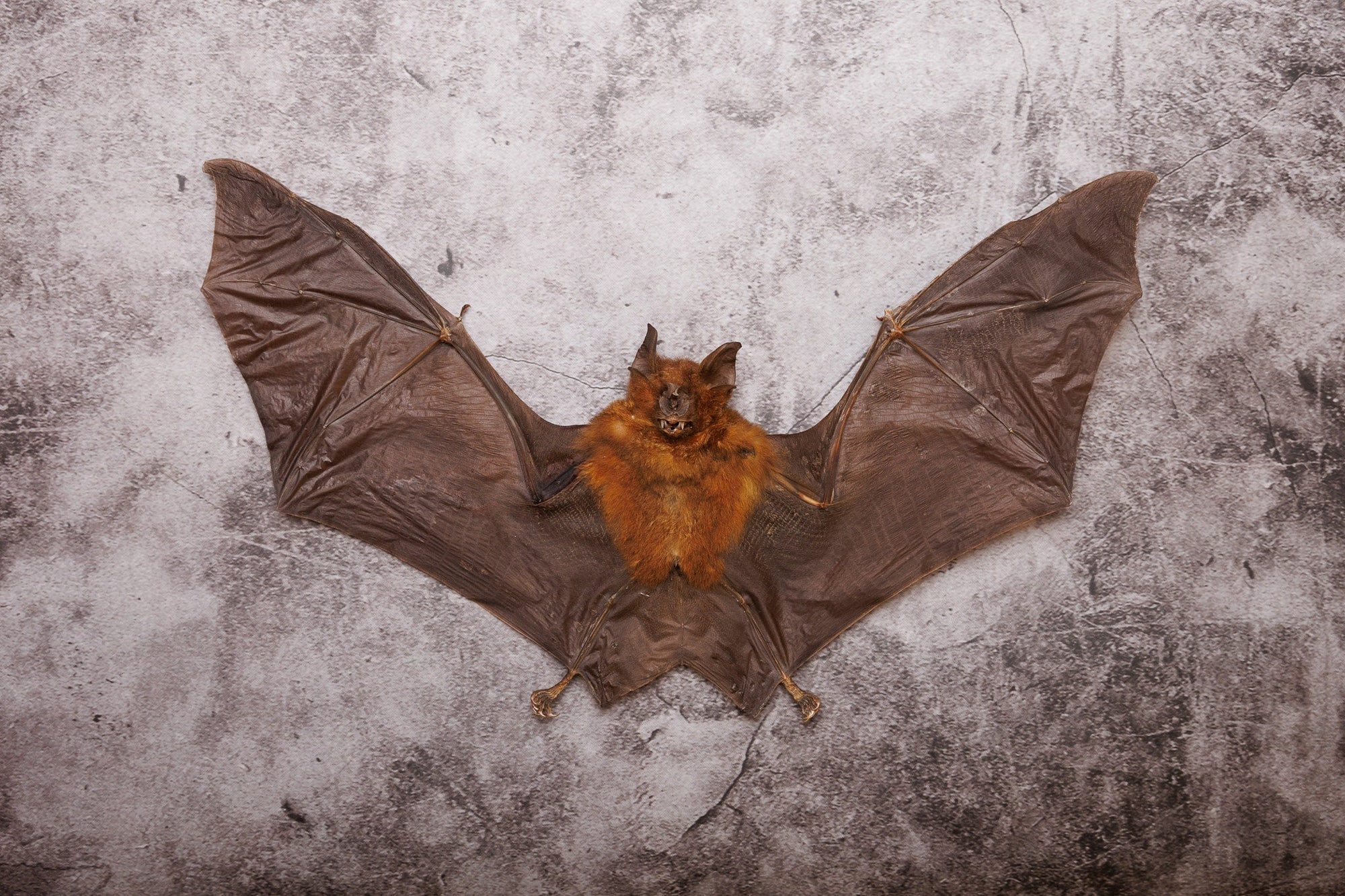 Roundleaf Bat (Hipposideros larvatus) | A1 Dry-preserved Specimen 9 Inch Wingspan (Non-CITES)