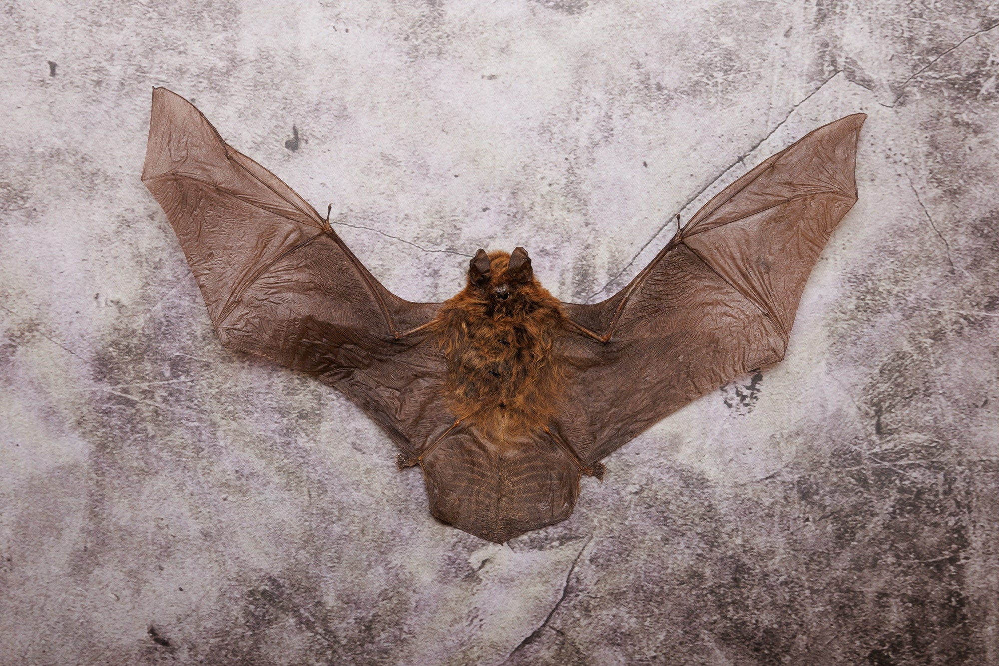 Kuhl's Pipistrelle Bat (Pipistrellus Kuhlii) | A1 Dry-preserved Specimen 7 Inch Wingspan (Non-CITES)
