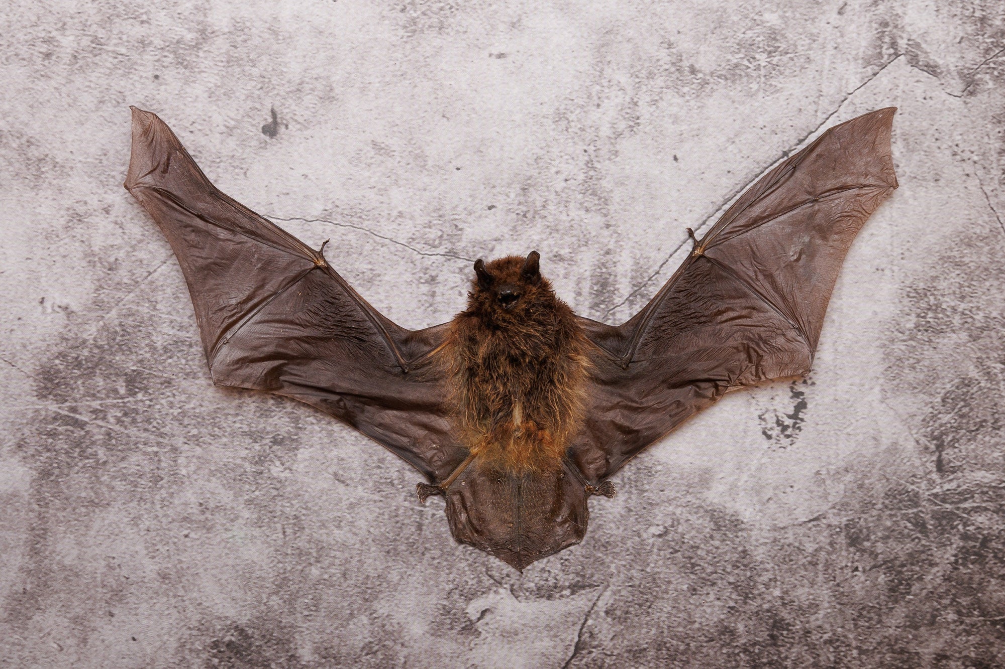 TWO (2) Java Pigmy Bat (Pipistrellluis javanicus) | A1 Dry-preserved Specimen 7 Inch Wingspan (Non-CITES)