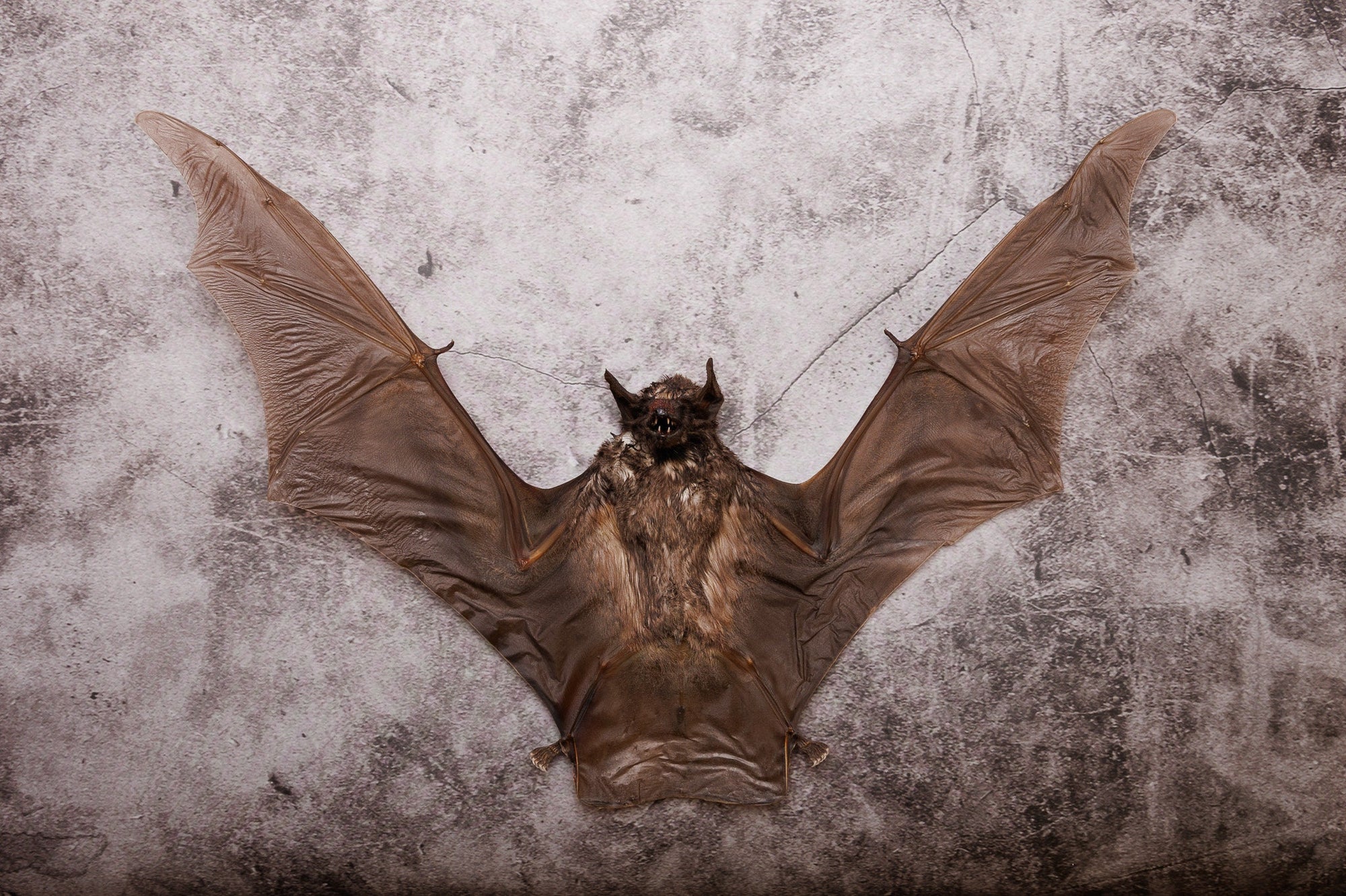 Black-Bearded Tomb Bat (Taphozous melanopogon) | A1 Dry-preserved Specimen 10 Inch Wingspan (Non-CITES)