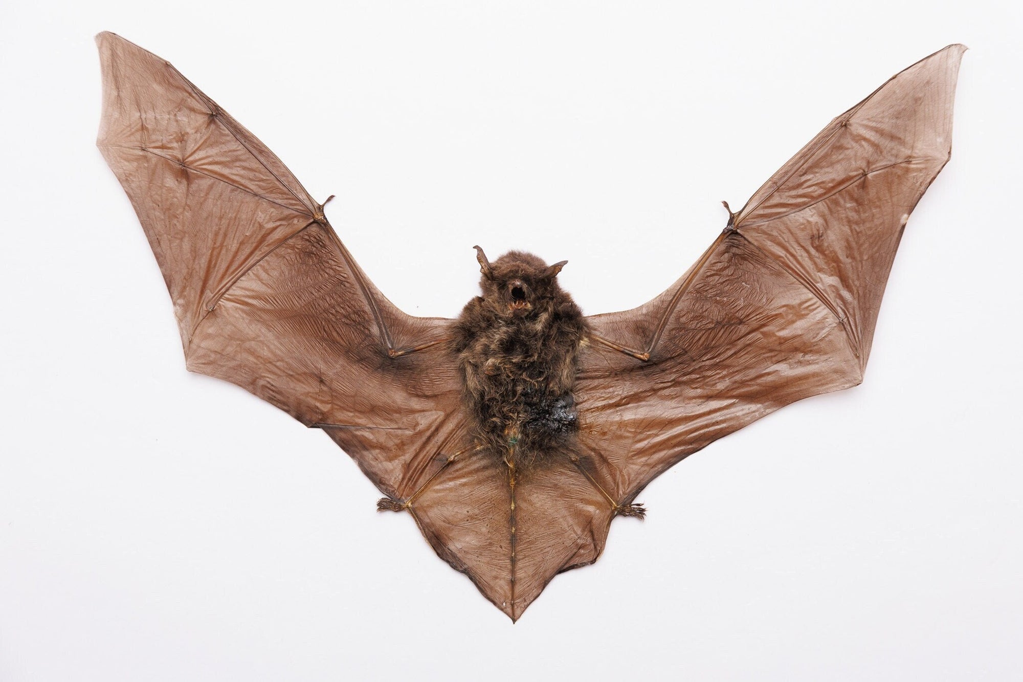 TWO (2) Pipistrelle Bat (Pipistrelllus imbricatus) | A1 Dry-preserved Specimen 9 Inch Wingspan (Non-CITES)