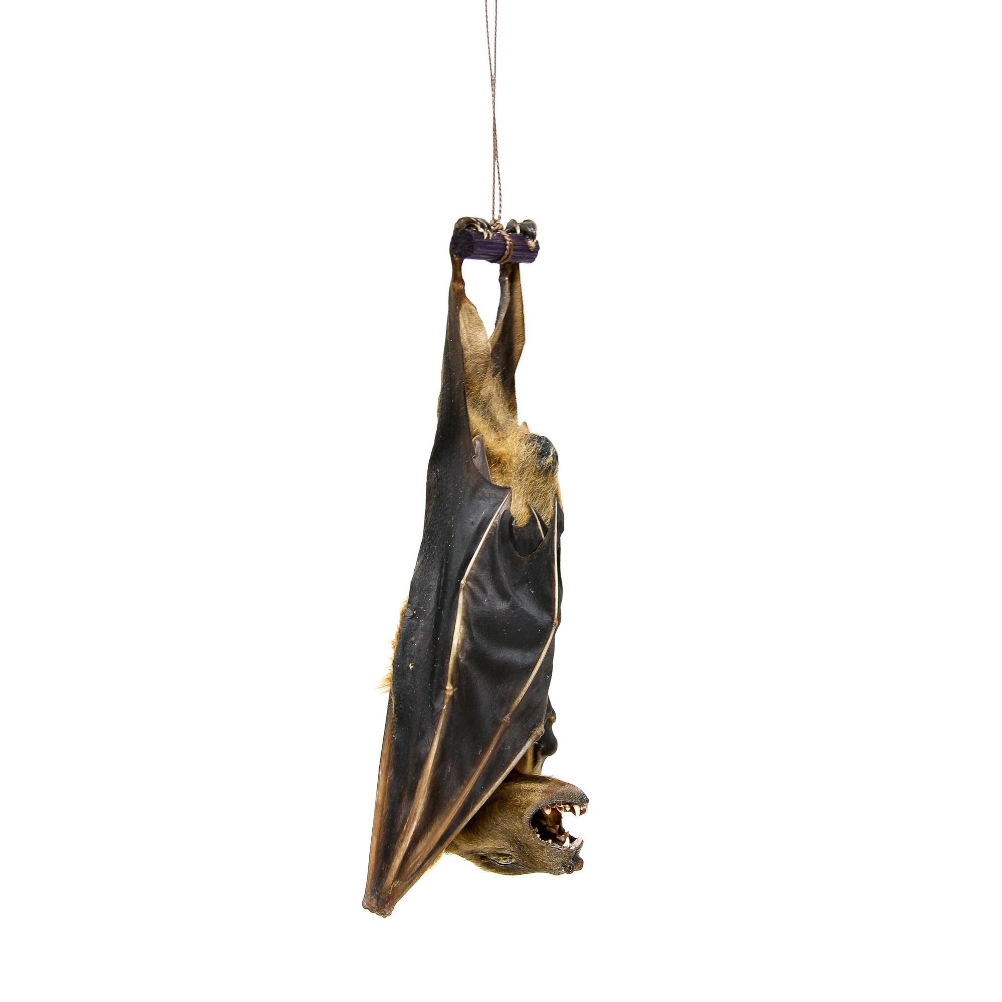 TWO (2) Short-nosed Fruit Bat HANGING Mount (Cynopterus brachyotis) | A1 Dry-preserved Specimen 5 Inch (Non-CITES)
