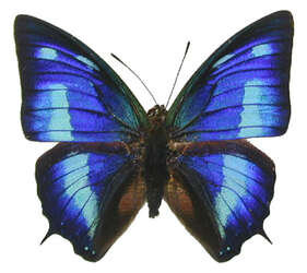 Two (2) Anaea cyanea, A1 Real Dry-Preserved Butterflies, Unmounted Entomology Taxidermy Lepidoptera Specimens