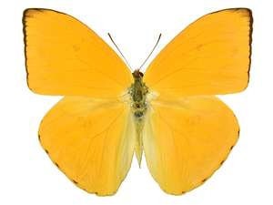 Two (2) Phoebis argante, A1 Real Dry-Preserved Butterflies, Unmounted Lepidoptera Specimens, Entomology Taxidermy