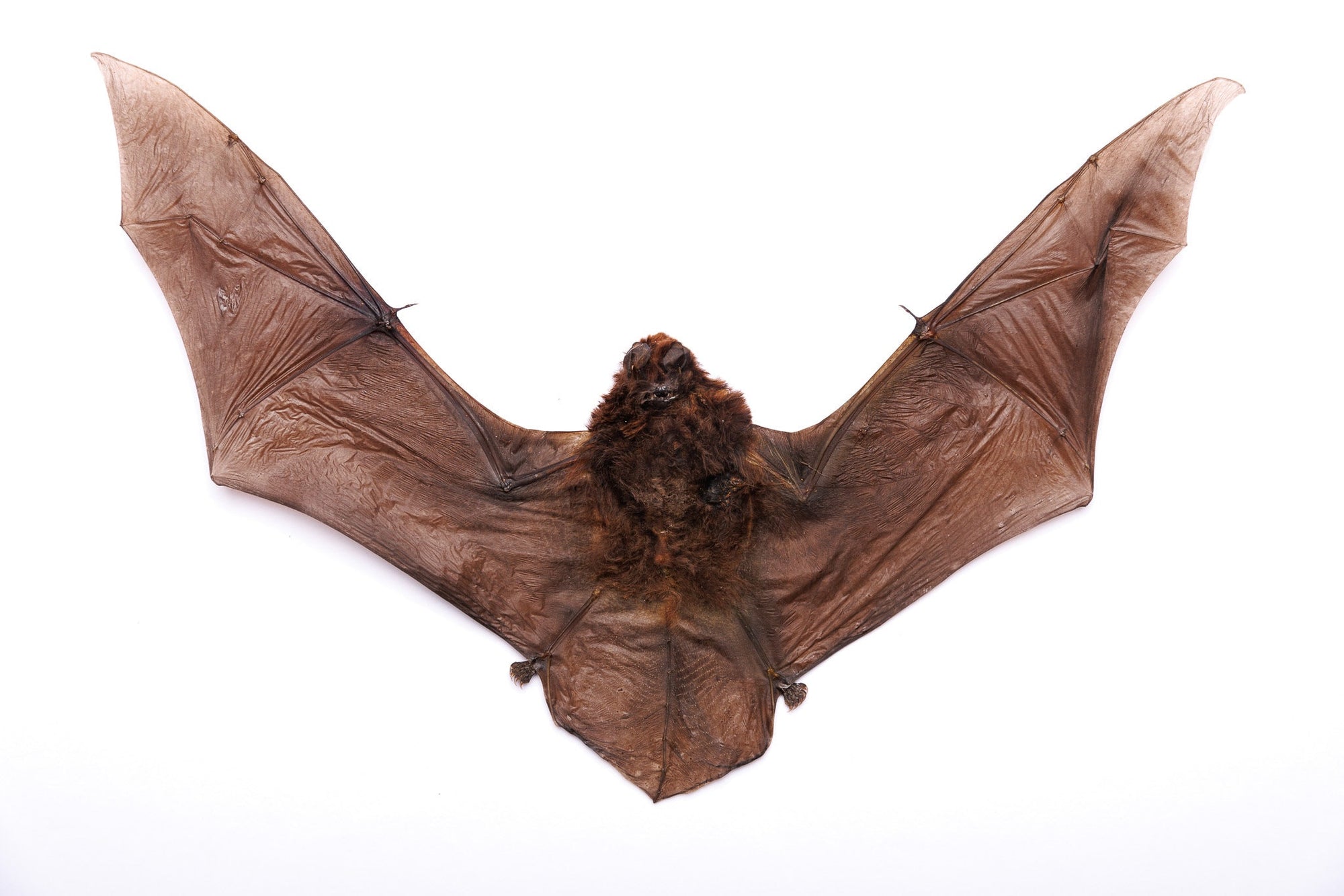 FOUR (4) Long-Fingered Bat (Miniopterus medius) | A1 Fine Quality Spread-Specimen | Dry-Preserved Clean Taxidermy (NON-CITES)
