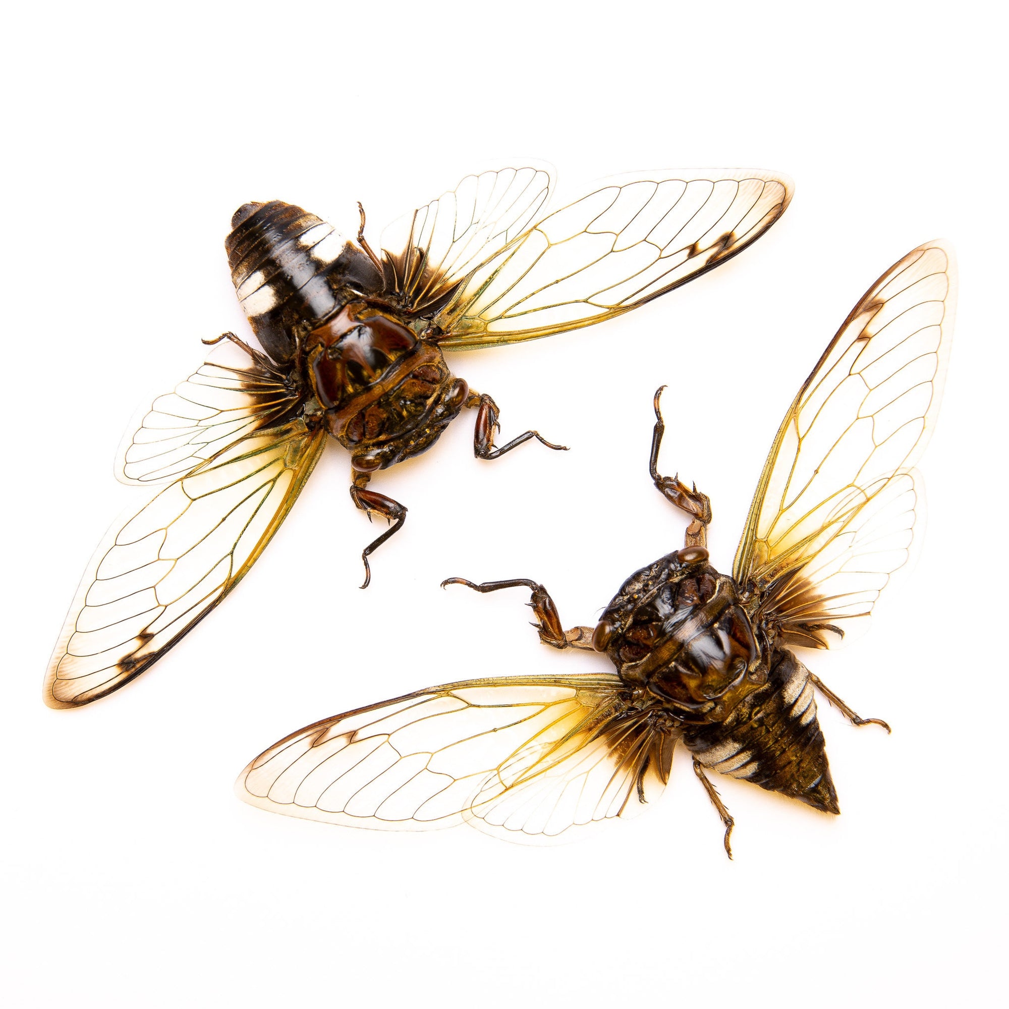 TWO (2) CLEAR-WING Cicadas (Cryptotympana acuta) Large Wingspan 4.5 Inches A1 Real Natural Specimens