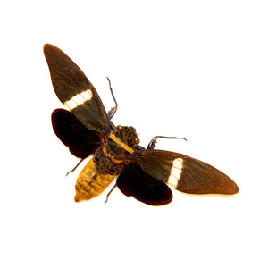 25 Tosena Fasciata Banded Cicada A1 | 120-140mm Wingspan | Spread Specimens (wholesale)