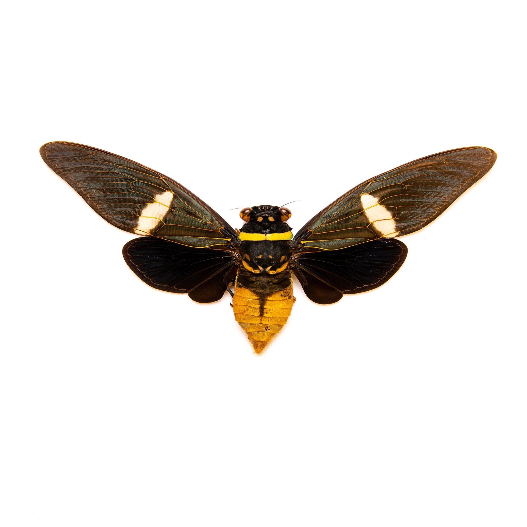 TWO (2) Tosena depicta, Long-wing Cicadas 5 Inch Wingspan, A1 Real Entomology Spread Specimens