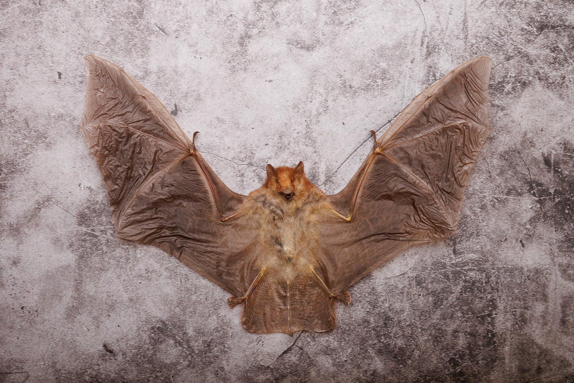 Hairy-winged Bat (Harpiocephalus harpia) | A1 Dry-preserved Taxidermy Spread Specimen 9 Inch Wingspan (Non-CITES)
