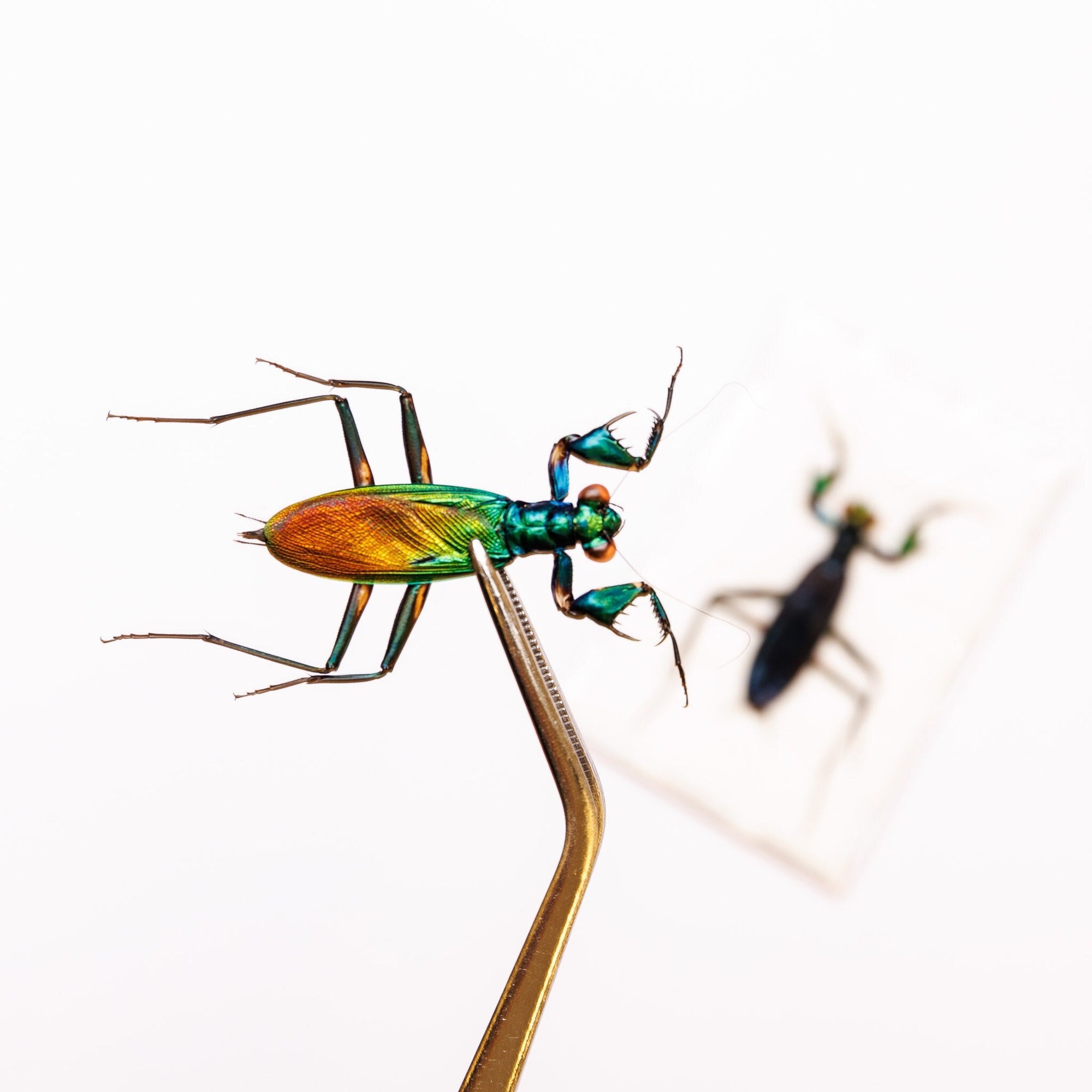 TWO (2) Metallic Praying Mantis SEXED PAIR (Metallyticus splendidus) A1 Insect Specimens for Framing