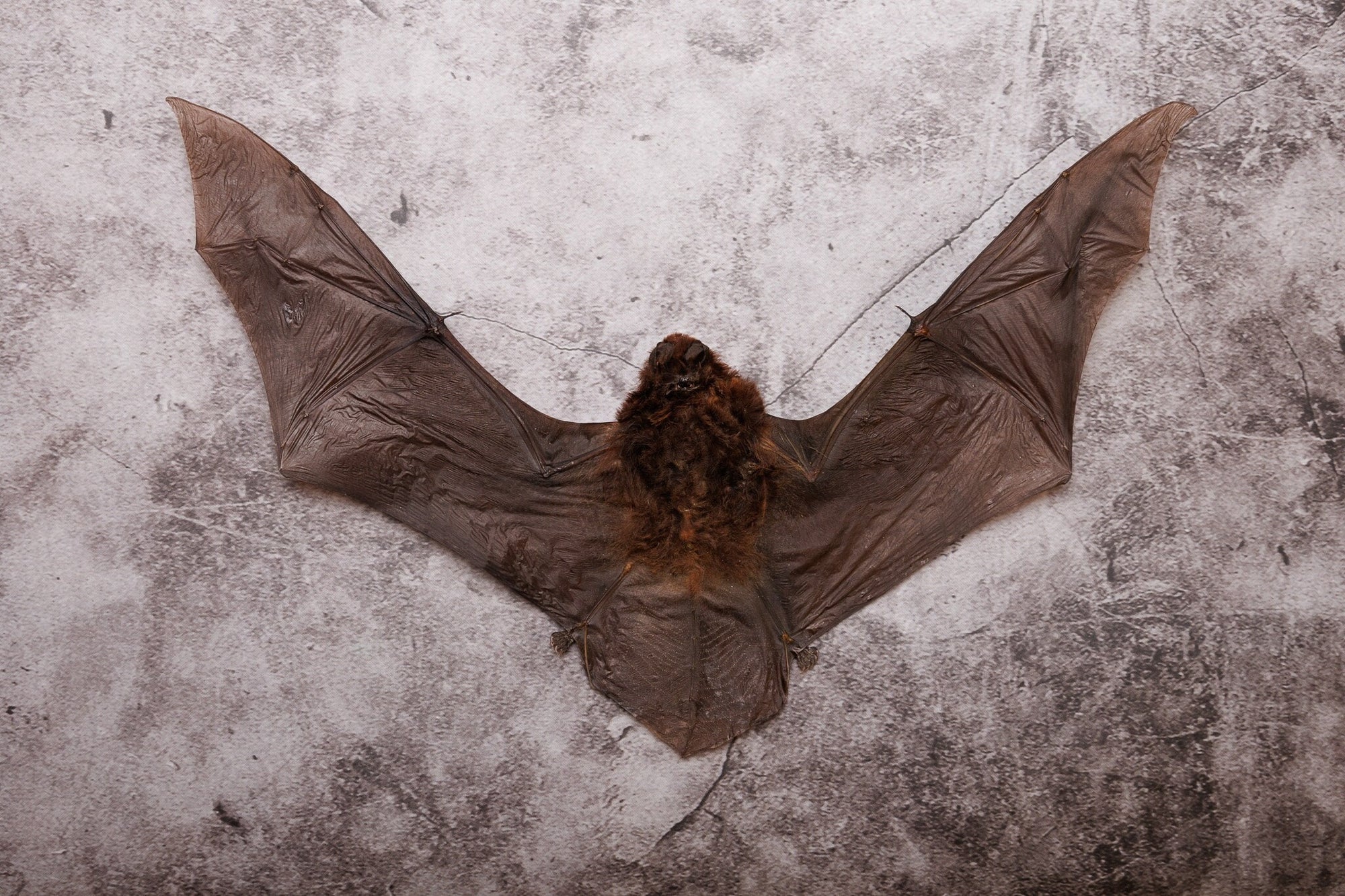 Long-fingered Bat (Miniopterus medius) | A1 Dry-preserved Specimen 9 Inch Wingspan (Non-CITES)