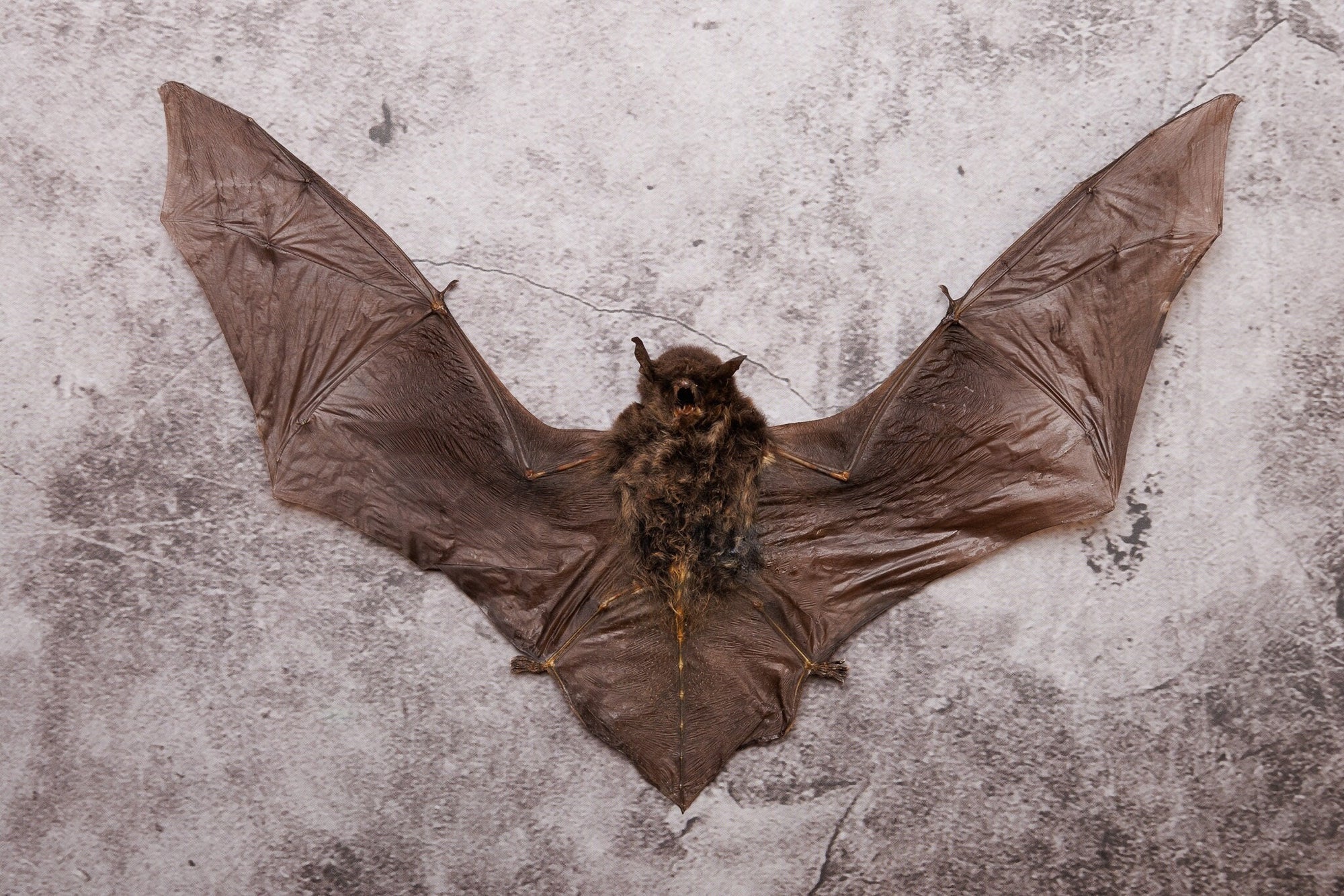 TWO (2) Malay Pipistrelle Bat Taxidermy (Pipistrellluis imbricatus) | A1 Dry-preserved Specimen 8 Inch Wingspan (Non-CITES)
