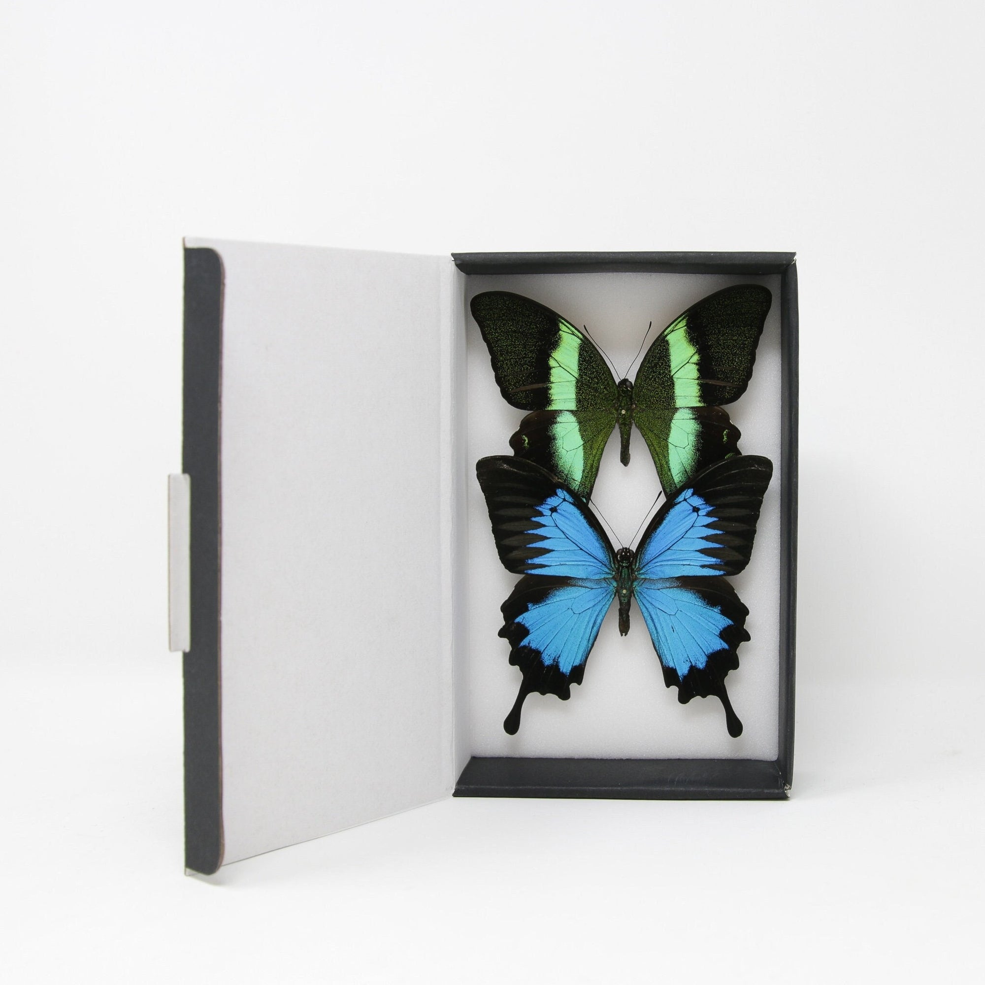 TWO (2) Green & Blue SWALLOWTAIL Butterflies (Papilio blumei, P. ulysses) A1 Spread Specimens