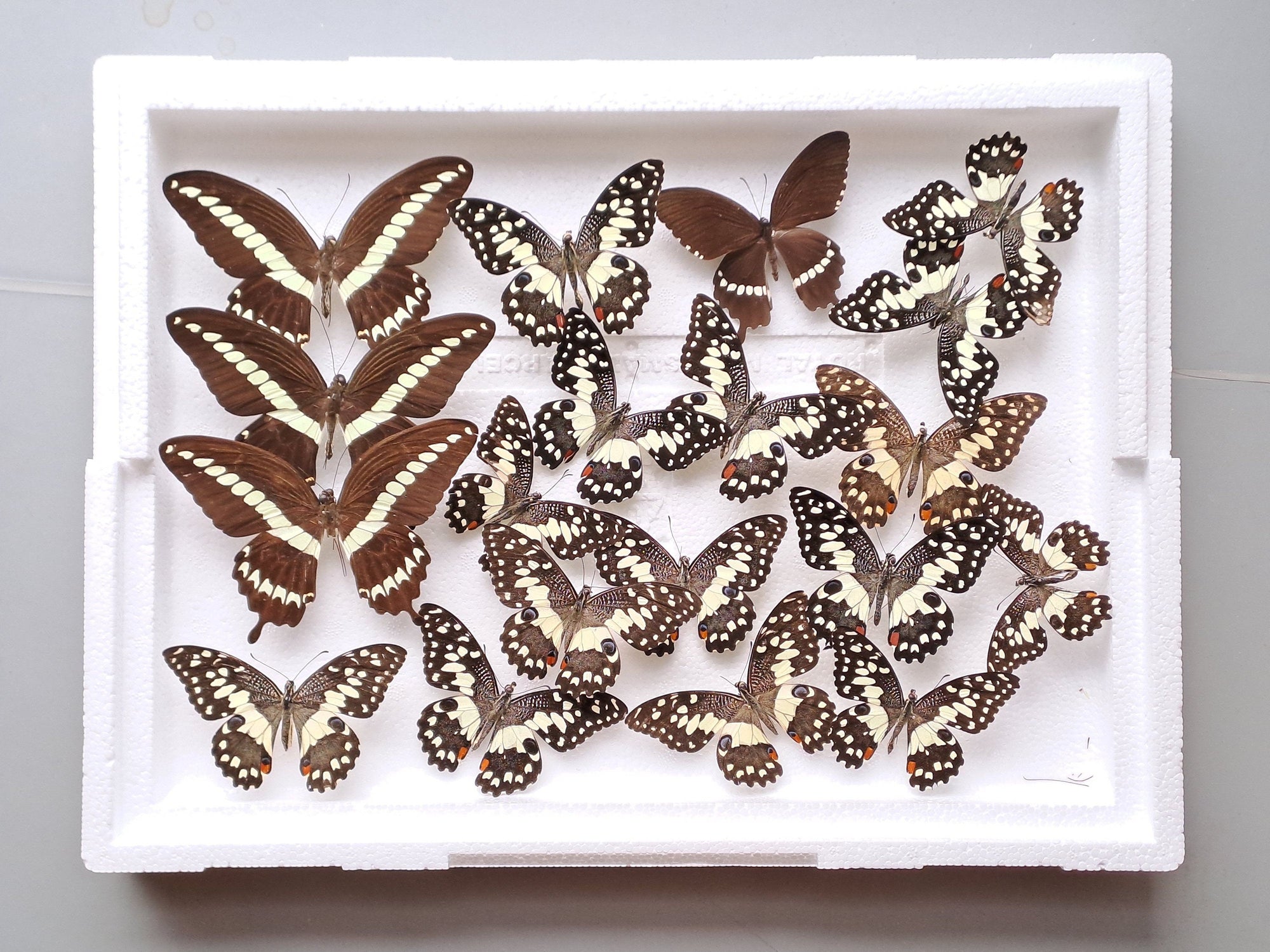 DAMAGED BUTTERFLIES as seen in photo. Good for art and craft projects (BOX No. 7)