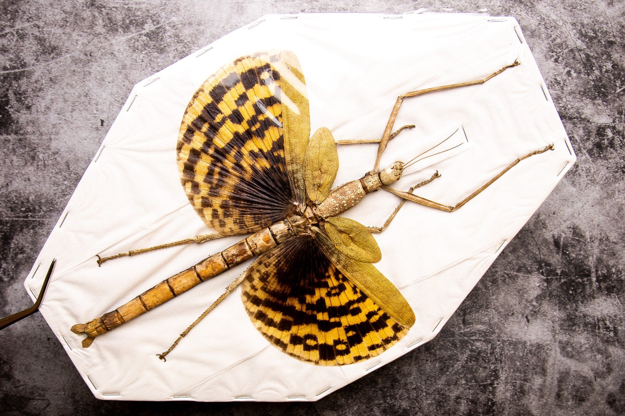 Giant Ghost Stick Insect (Phasma gigas) A1 Real Entomology Taxidermy Specimen from Indonesia