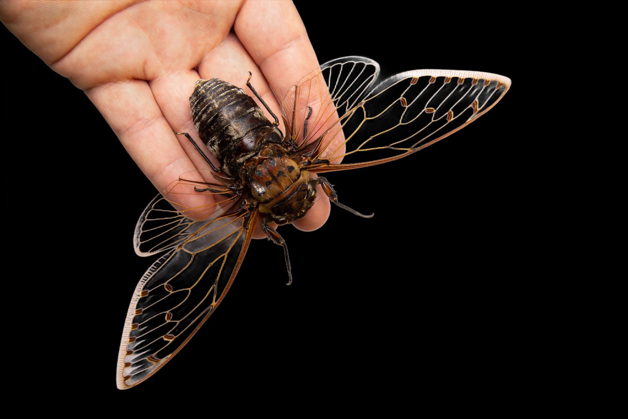 World's Largest Cicada Species 7-8" Wingspan | Megapomponia merula | HUGE MEGA GIANT Spread Specimen A1