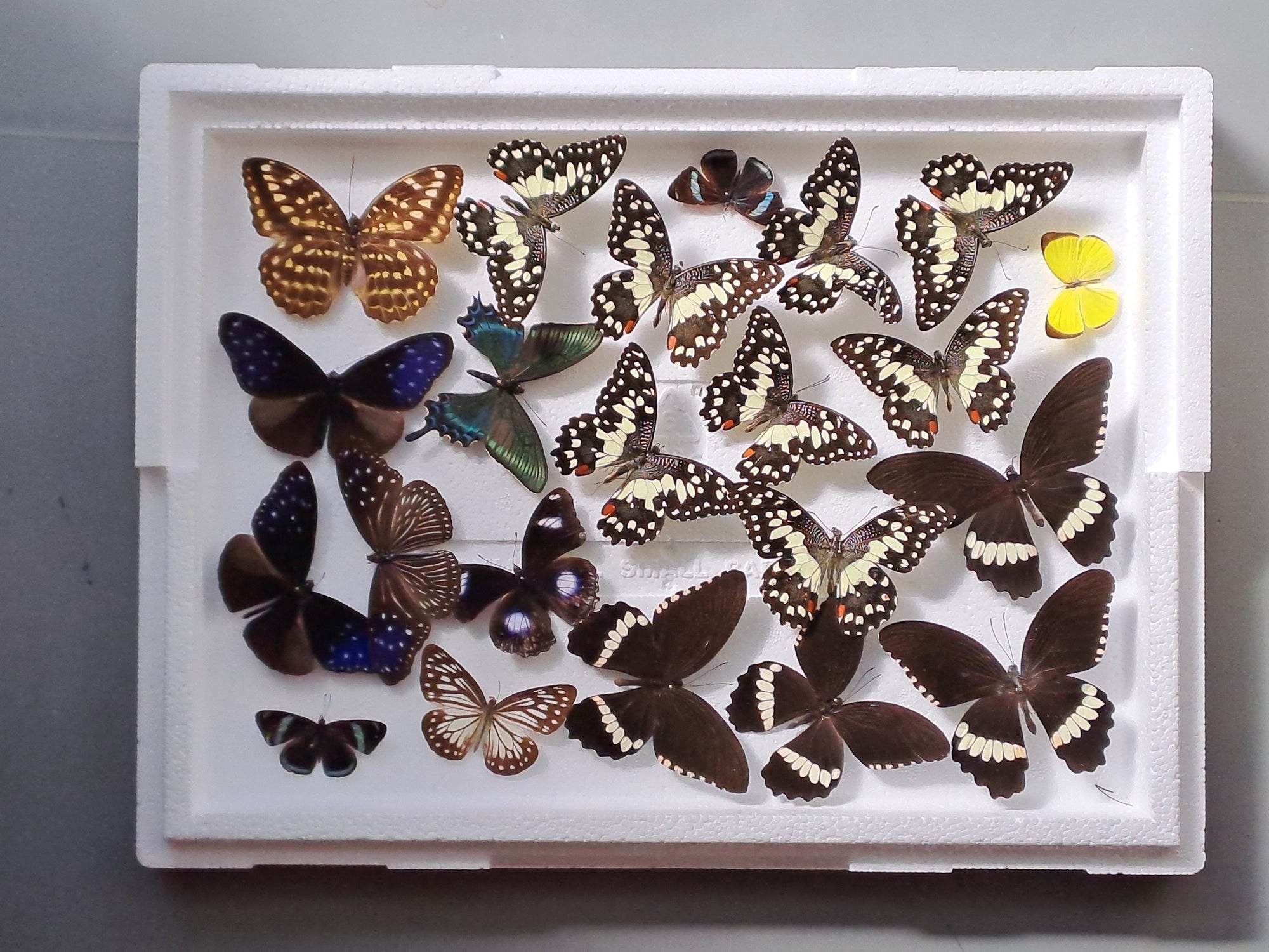 DAMAGED BUTTERFLIES as seen in photo. Broken specimens good for art and craft projects (BOX No. 9)