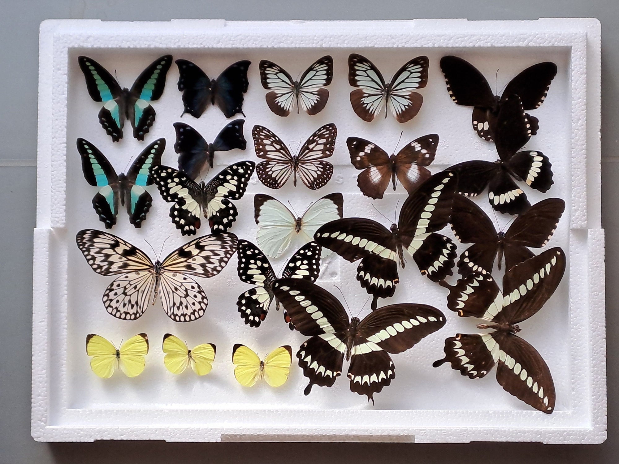 DAMAGED BUTTERFLIES as seen in photo. Broken specimens good for art and craft projects (BOX No. 16)