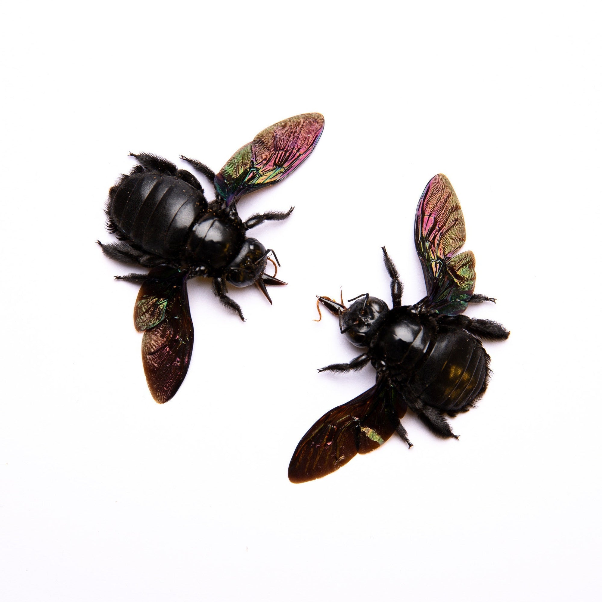 TWO (2) Giant Black Carpenter Bees (Xylocopa latipes) | A1 Spread Specimens | Indonesia Java Bumblebee | Dry-preserved Taxidermy