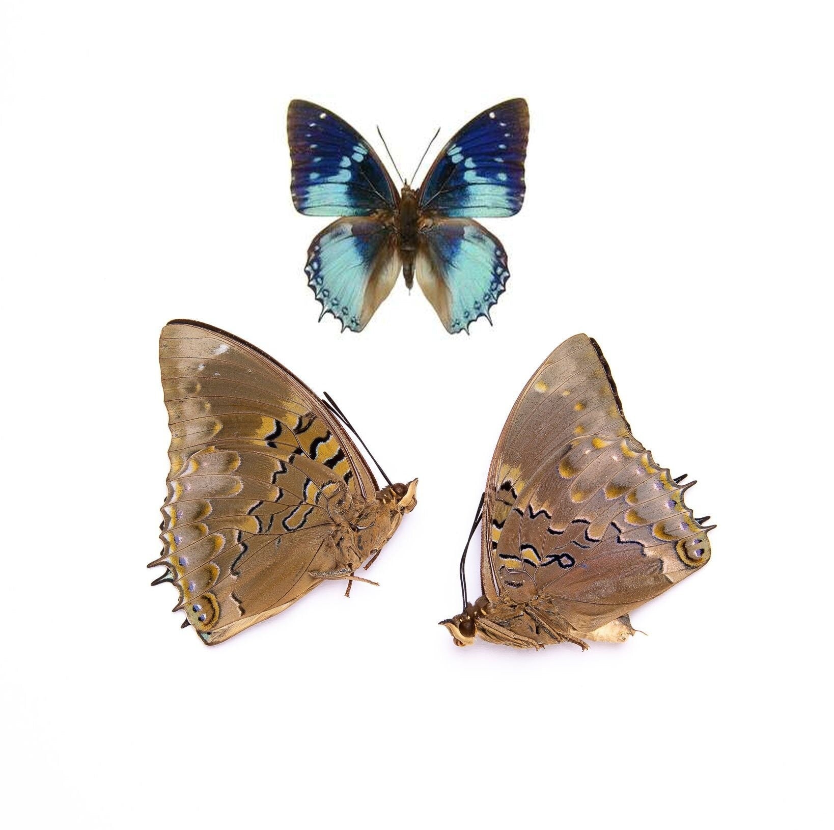 Two (2) Western Blue Charaxes (Charaxes smaragdalis) A1 Unmounted Real Butterflies