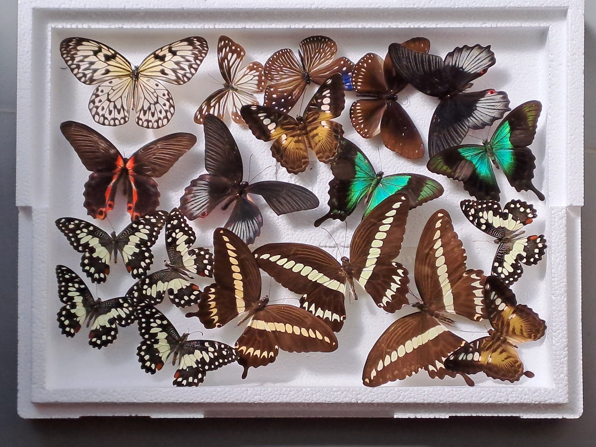 DAMAGED BUTTERFLIES as seen in photo. Broken specimens good for art and craft projects (BOX No. 8)