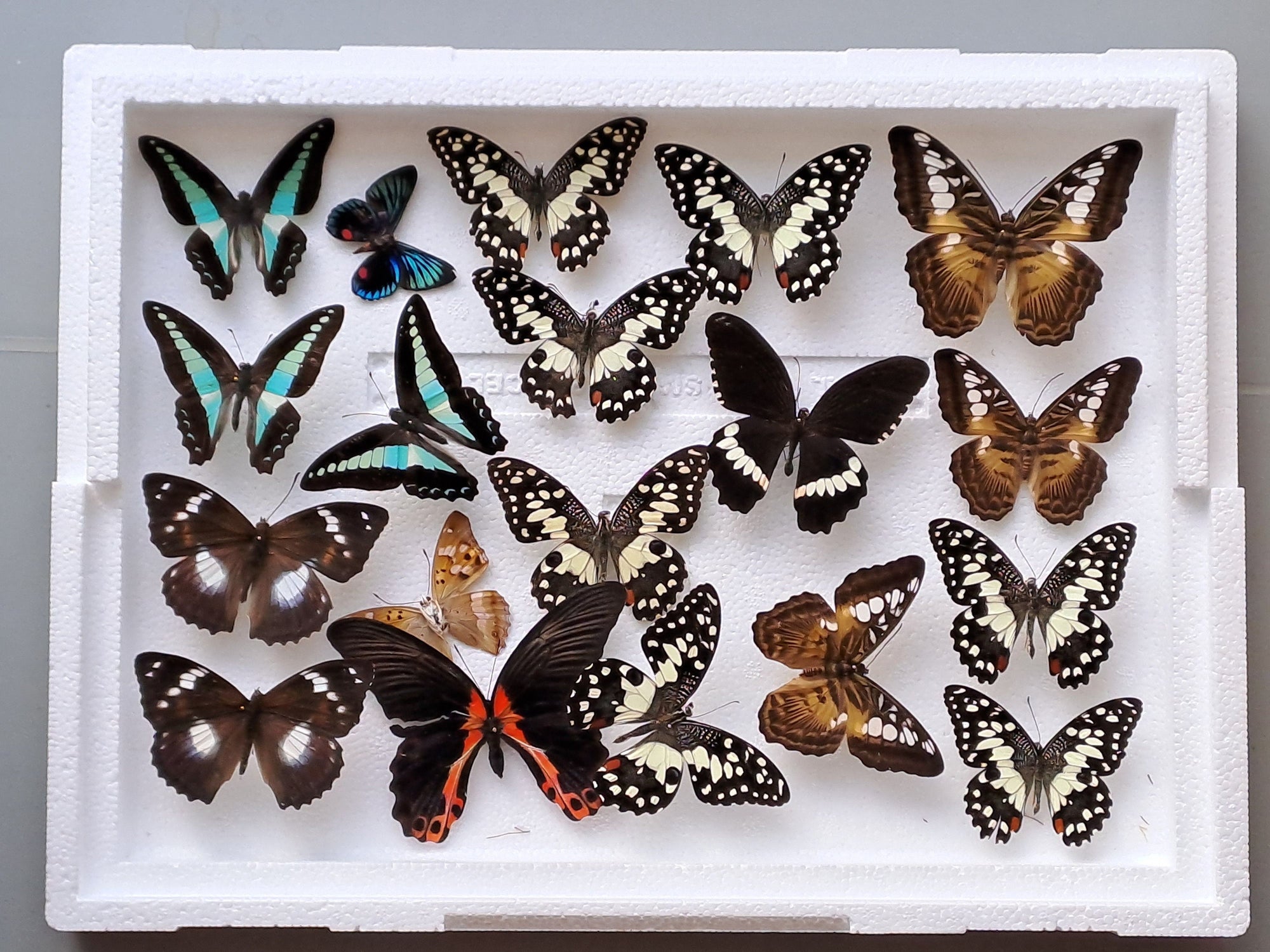 DAMAGED BUTTERFLIES as seen in photo. Broken specimens good for art and craft projects (BOX No. 19)