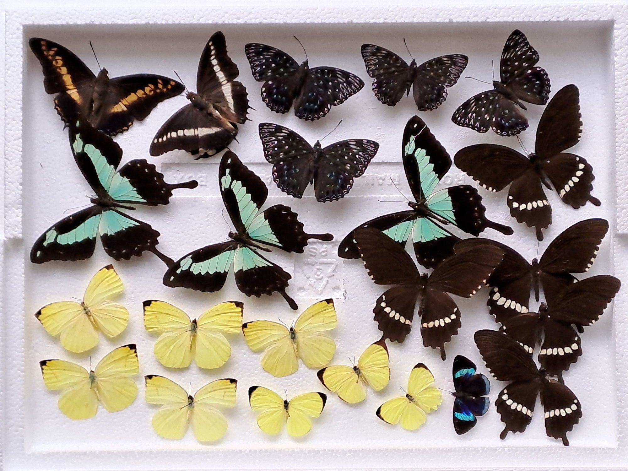 DAMAGED BUTTERFLIES as seen in photo. Broken specimens good for art and craft projects (BOX No. 26)