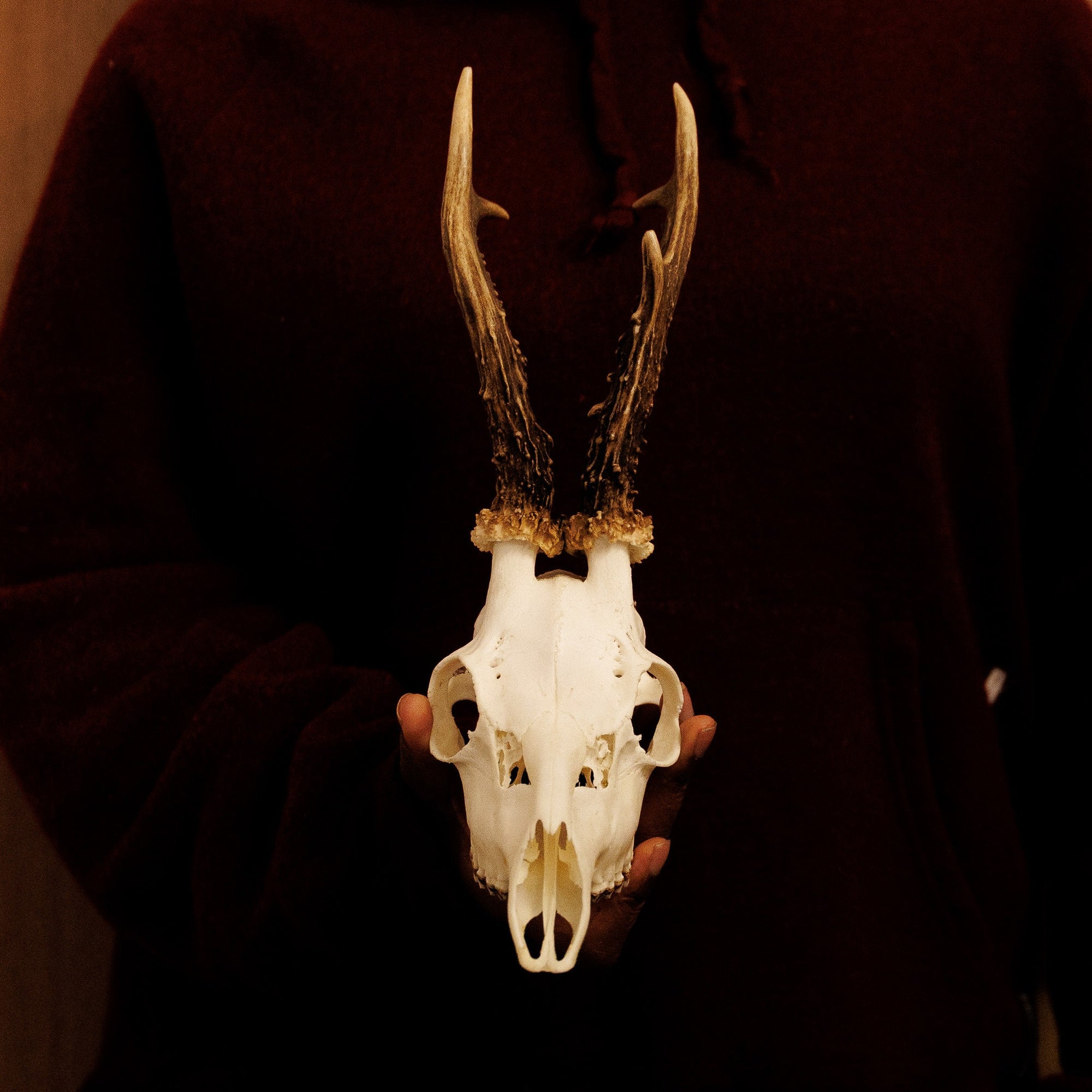 Large Vintage Roe Deer Skulls with Antlers 12 Inches / 30cm Real Specimens FREE FAST SHIPPING