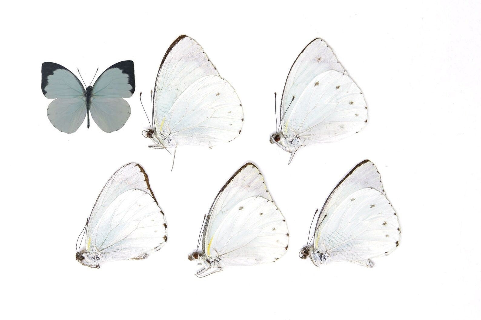Five (5) The Cambridge Vagrant, Nepheronia thalassina, Blue Tinted Unmounted Butterflies, Specimens for Collecting, Art, Entomology