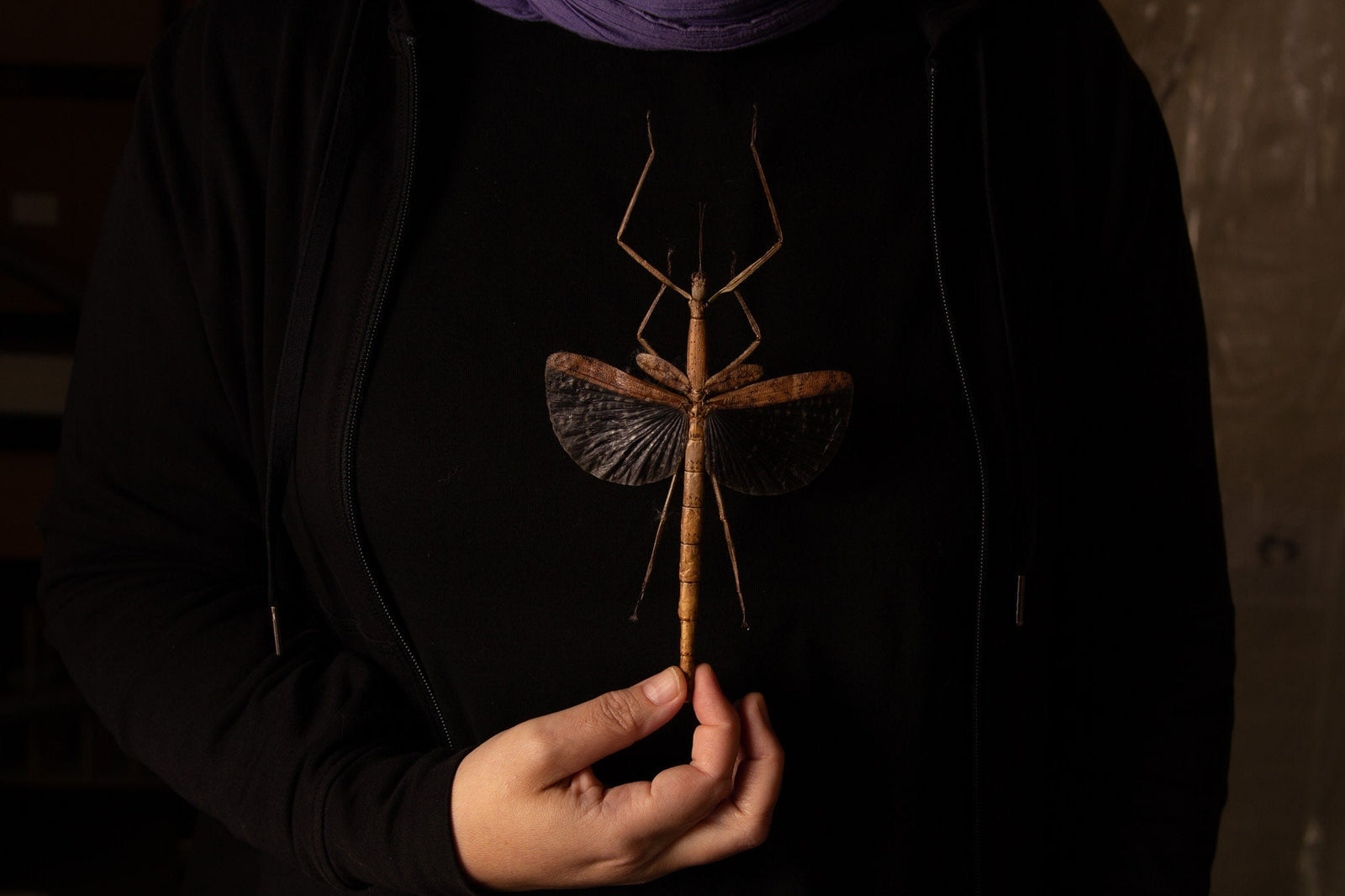 TWO (2) Anchiale buruense 170mm+ Large Winged Phasmids A1 Specimens