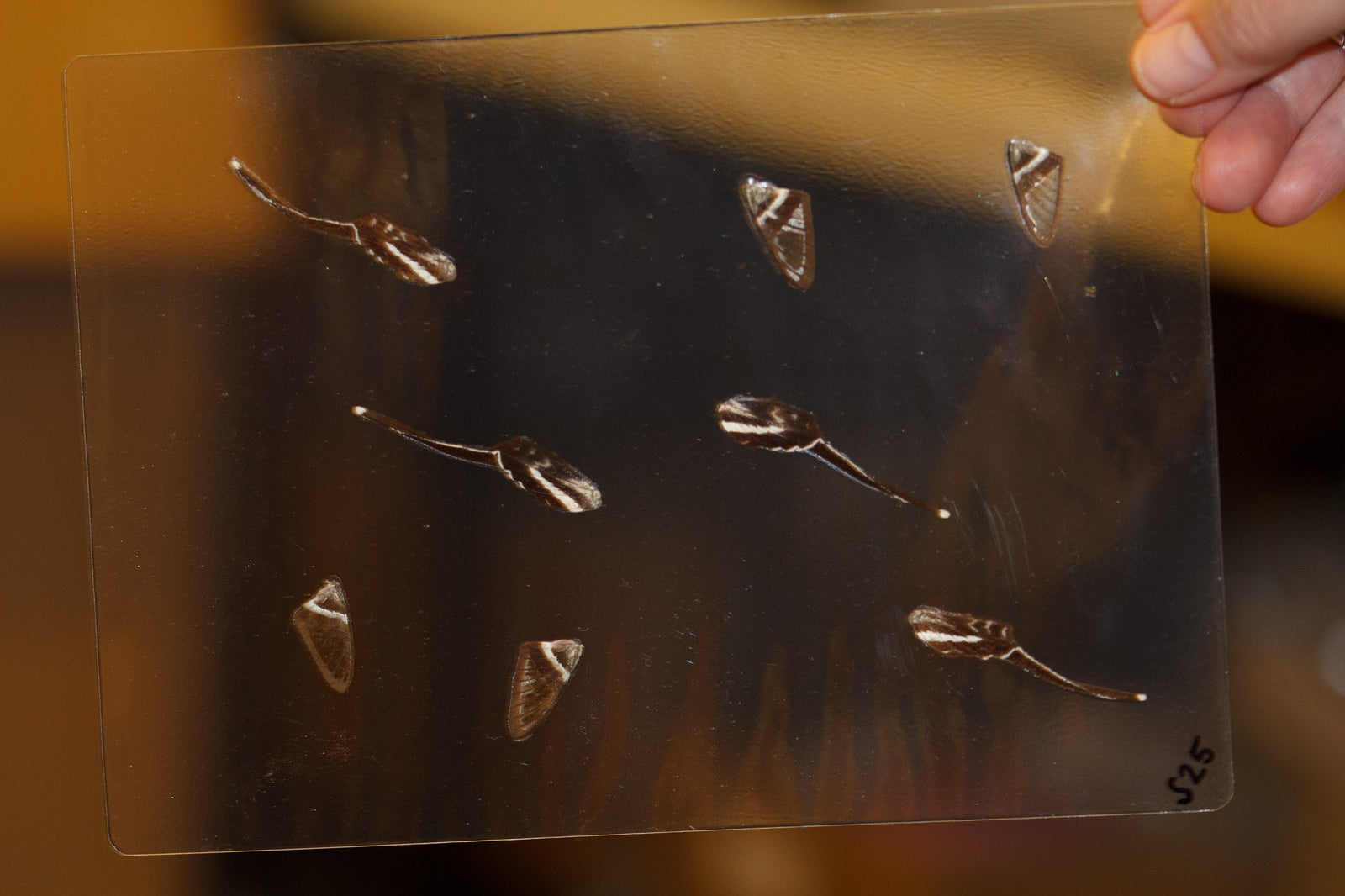 Butterfly Wings GLOSSY LAMINATED SHEET Real Ethically Sourced Specimens Moths Butterflies Wings for Art -- S25