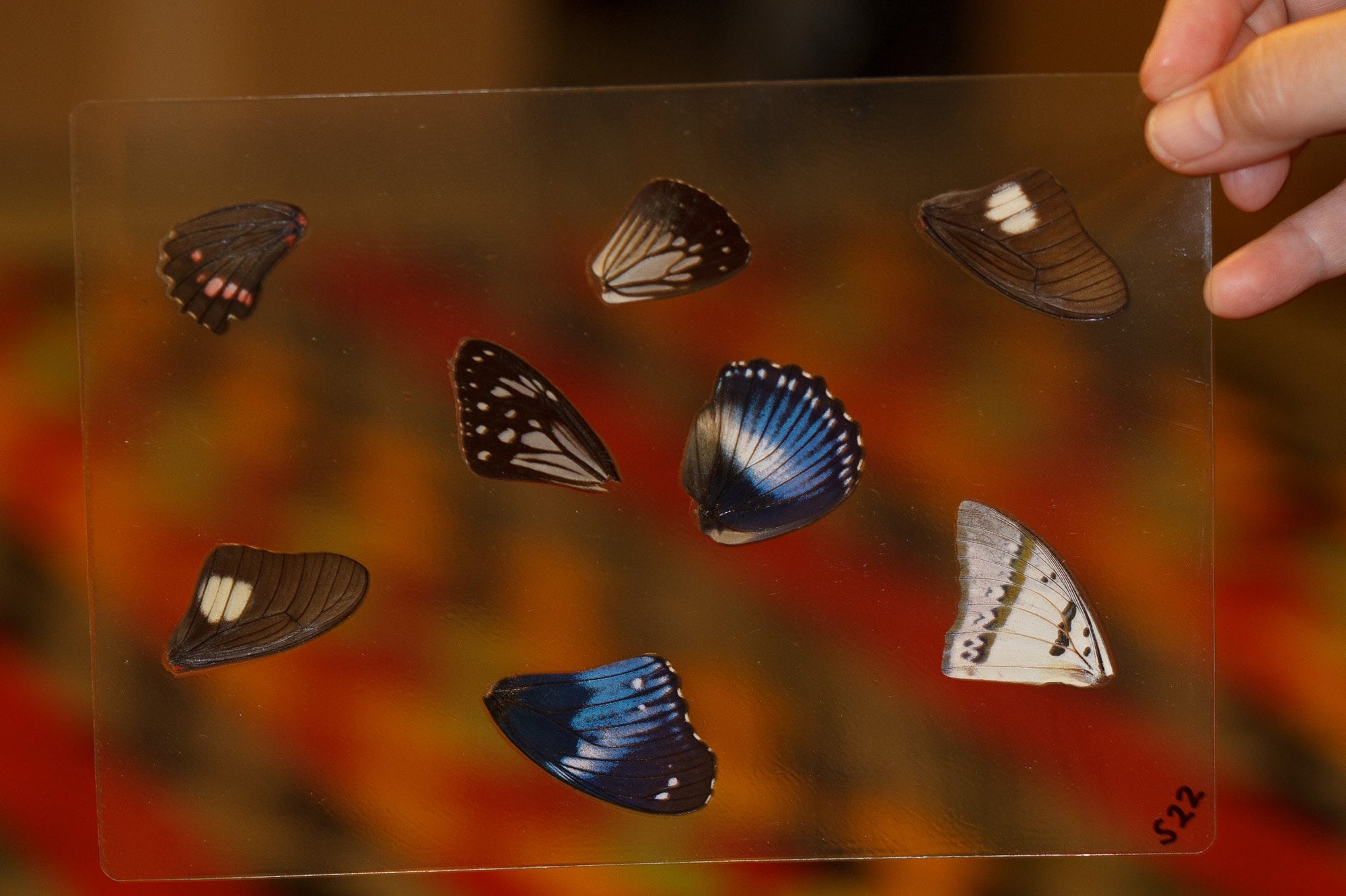 Butterfly Wings GLOSSY LAMINATED SHEET Real Ethically Sourced Specimens Moths Butterflies Wings for Art -- S22