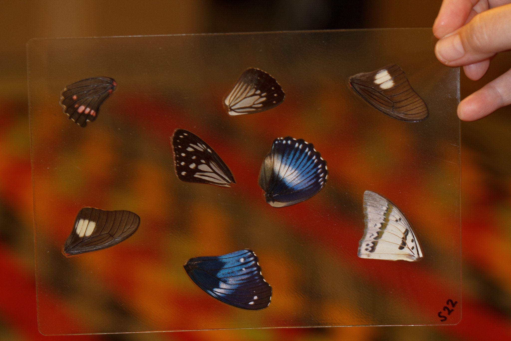 Butterfly Wings GLOSSY LAMINATED SHEET Real Ethically Sourced Specimen