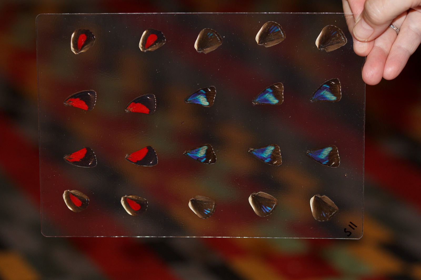 Butterfly Wings GLOSSY LAMINATED SHEET Real Ethically Sourced Specimens Moths Butterflies Wings for Art -- S11