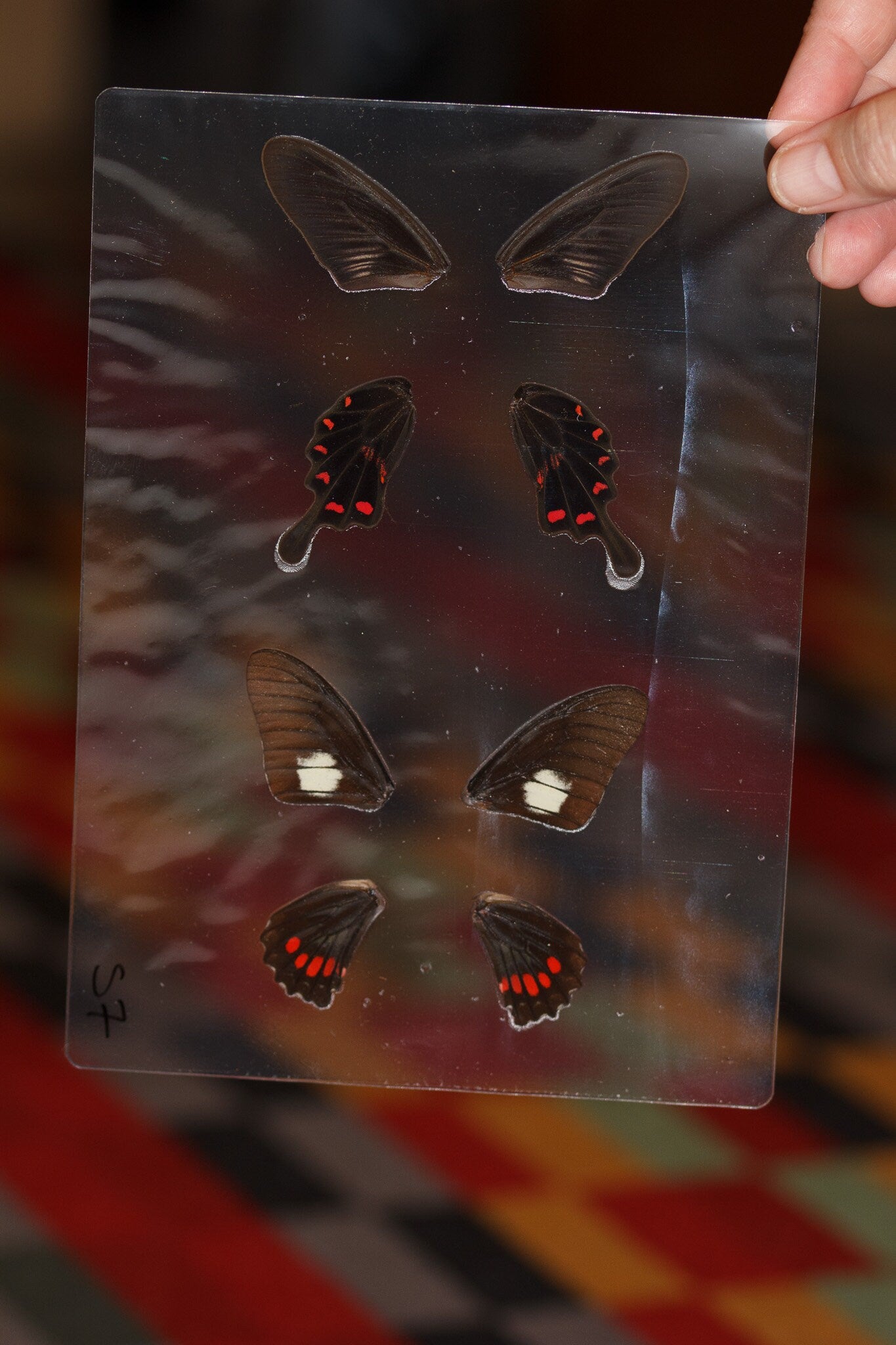 Butterfly Wings GLOSSY LAMINATED SHEET Real Ethically Sourced Specimens Moths Butterflies Wings for Art -- S7