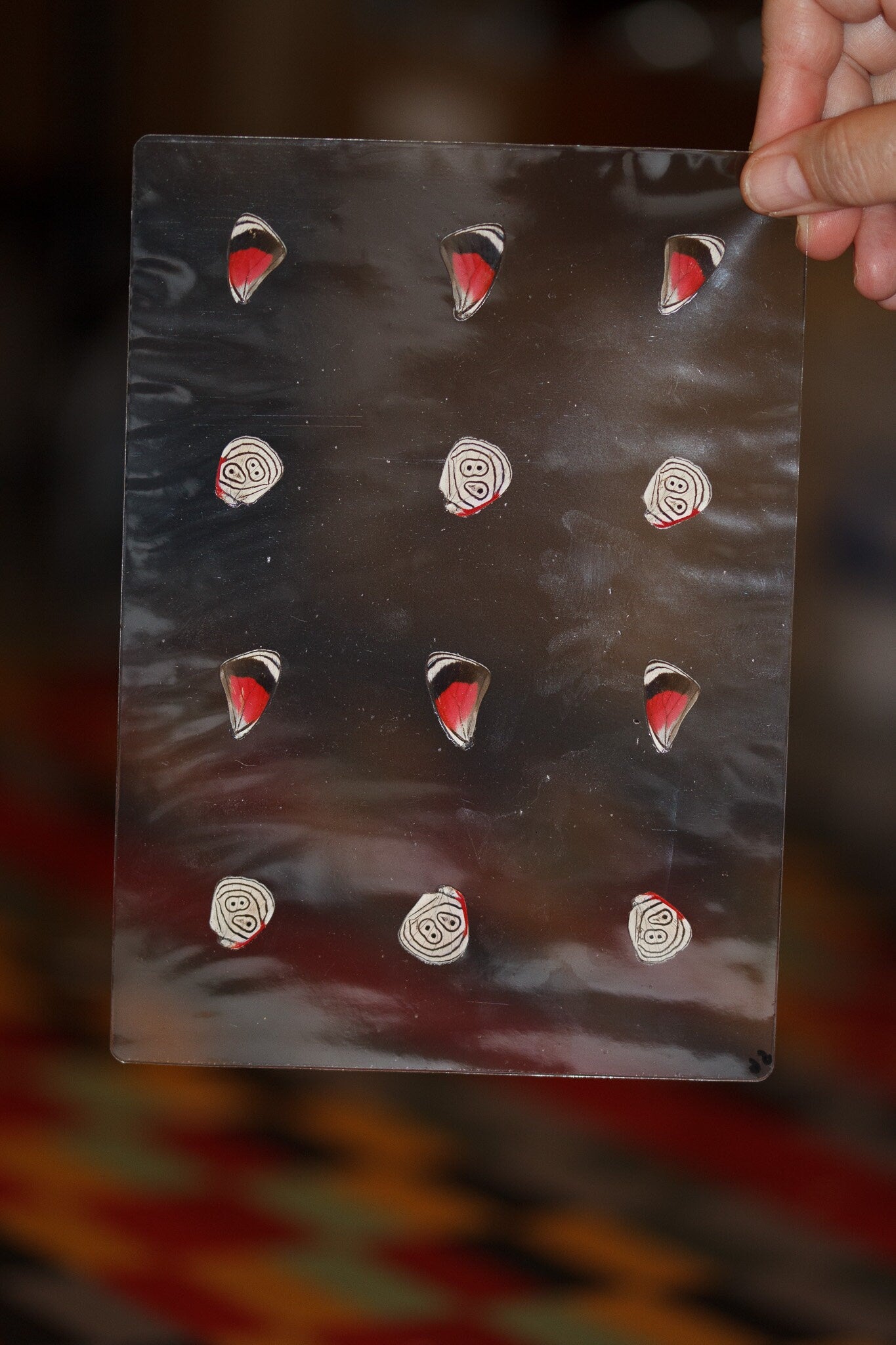 Butterfly Wings GLOSSY LAMINATED SHEET Real Ethically Sourced Specimens Moths Butterflies Wings for Art -- S6